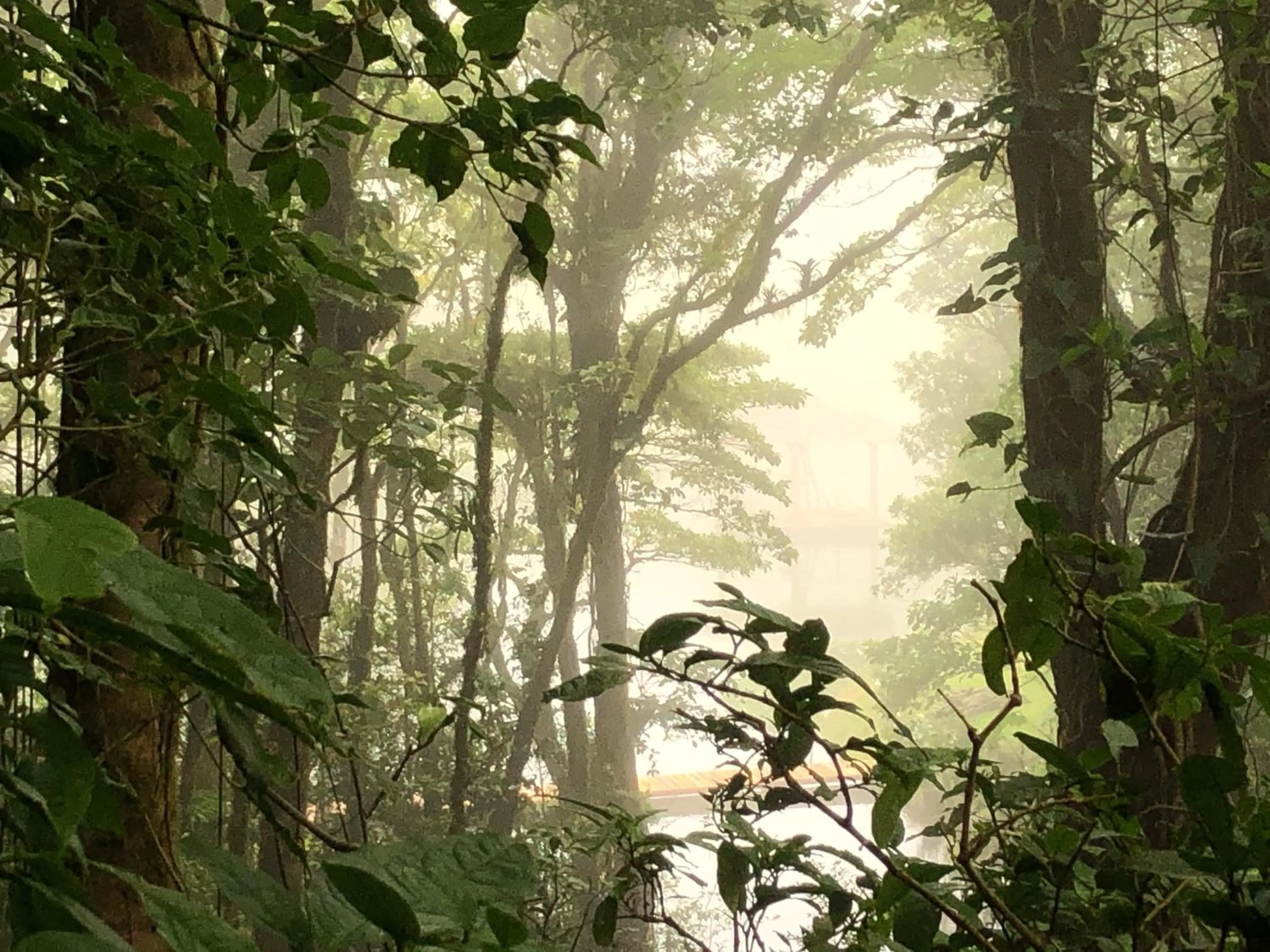 Natural landscape in Burbi Lake Lodge Monteverde