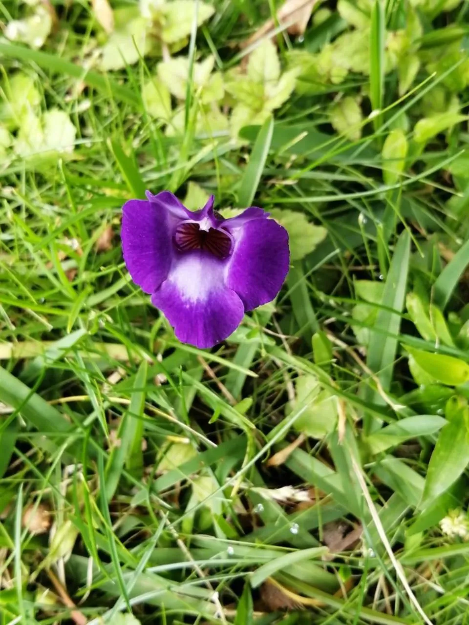Natural landscape in Burbi Lake Lodge Monteverde