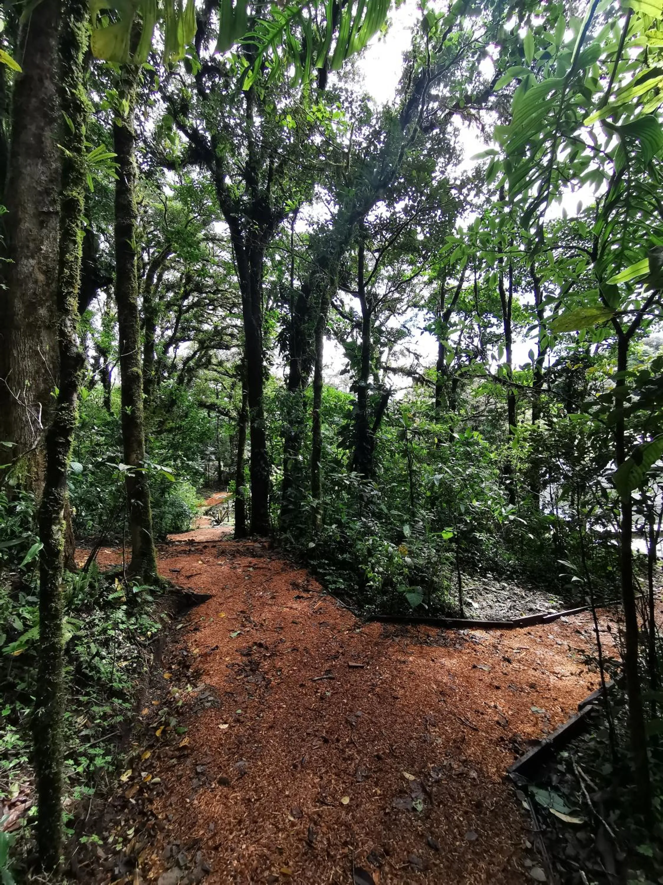 Natural landscape in Burbi Lake Lodge Monteverde