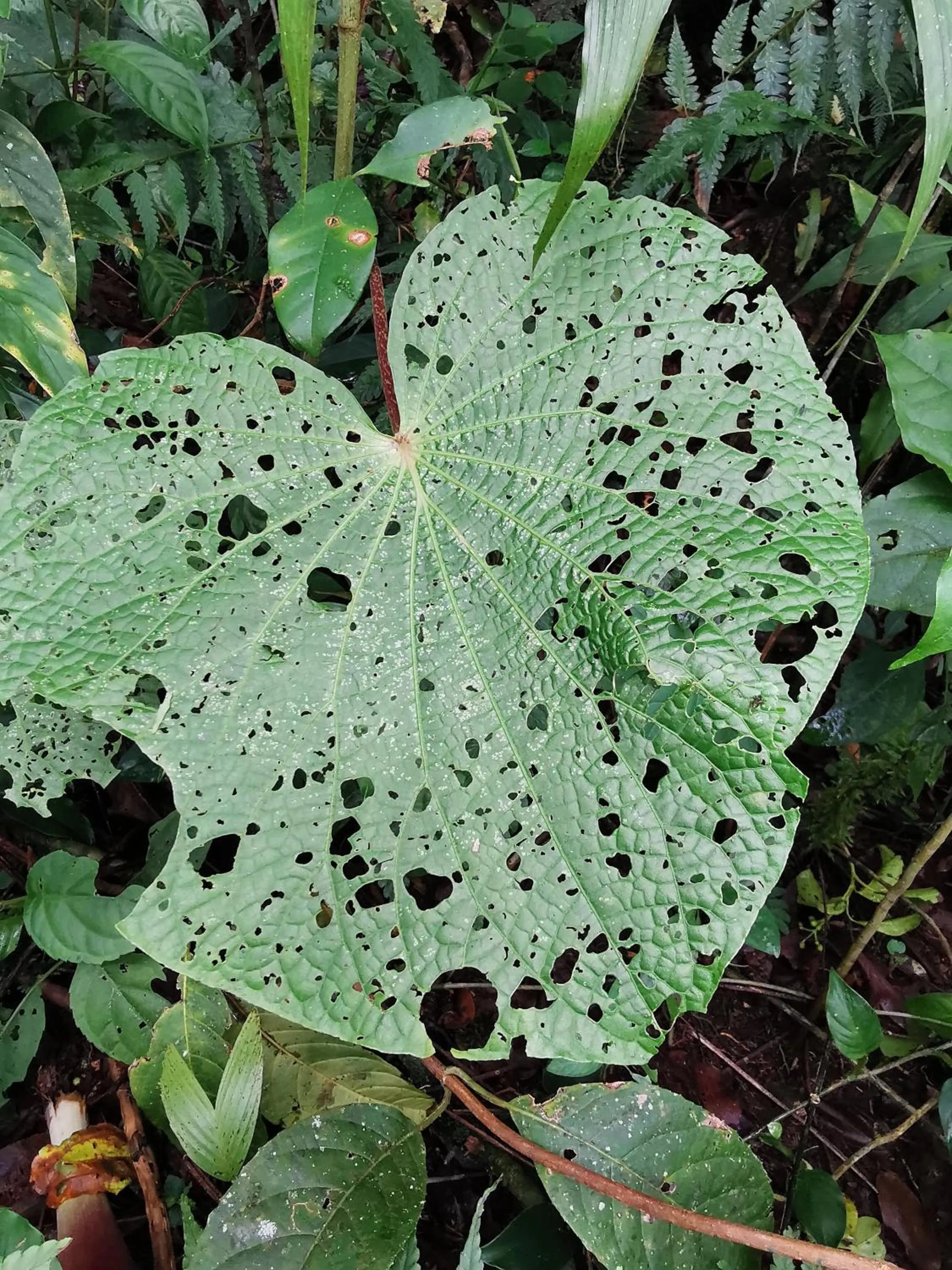 Natural landscape in Burbi Lake Lodge Monteverde