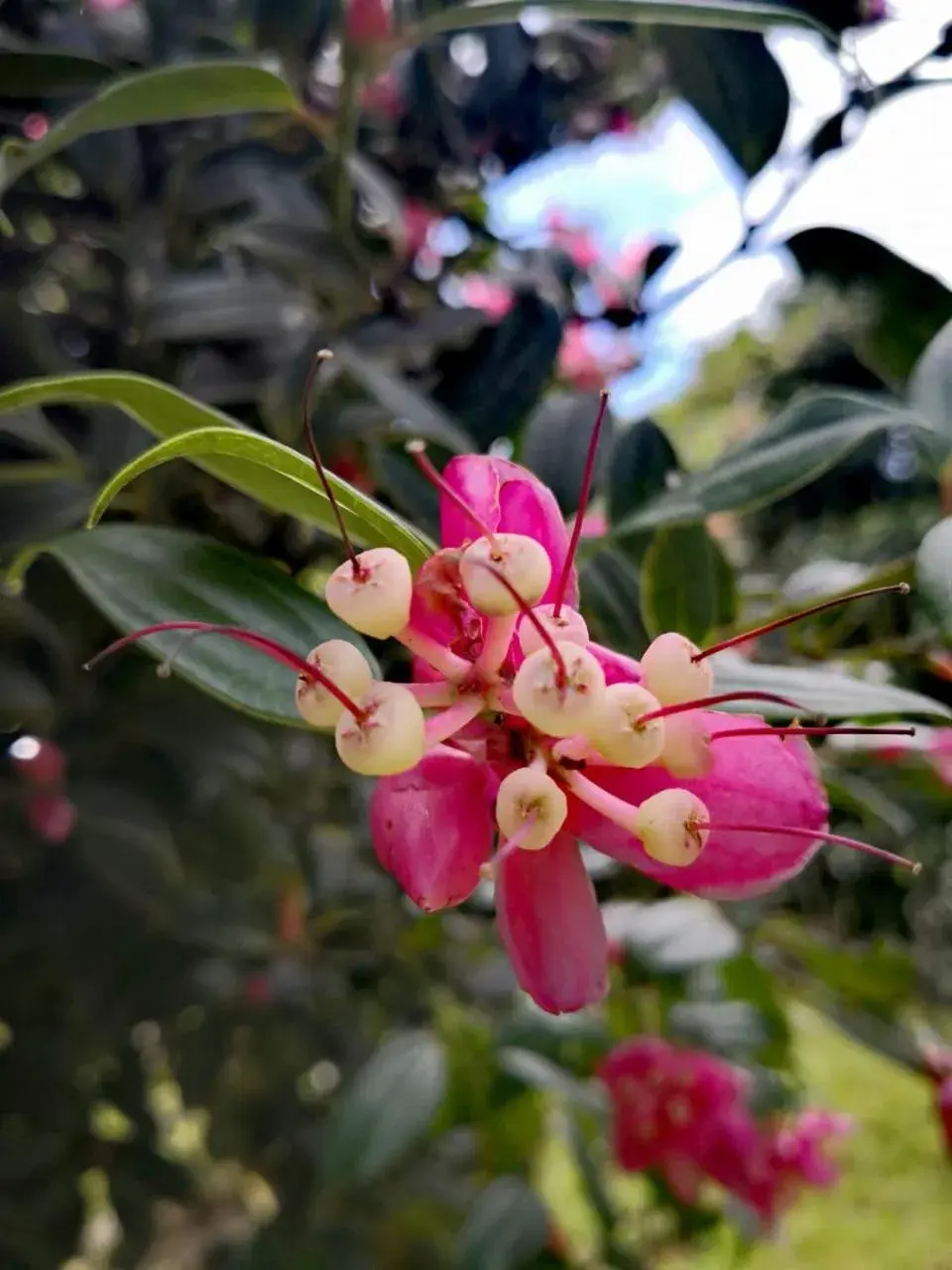 Garden view in Burbi Lake Lodge Monteverde Garden view in Burbi Lake Lodge Monteverde