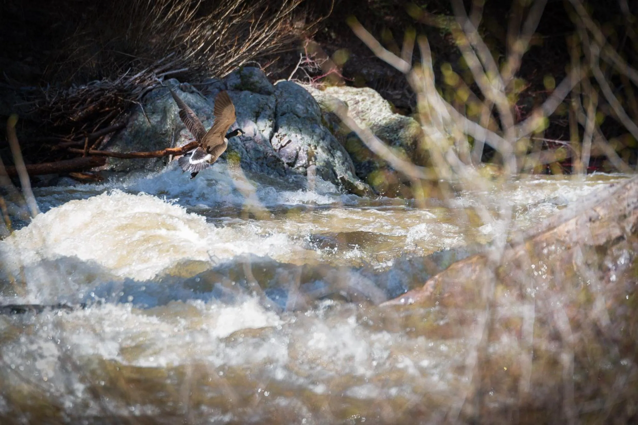 Natural landscape in Corkins Lodge