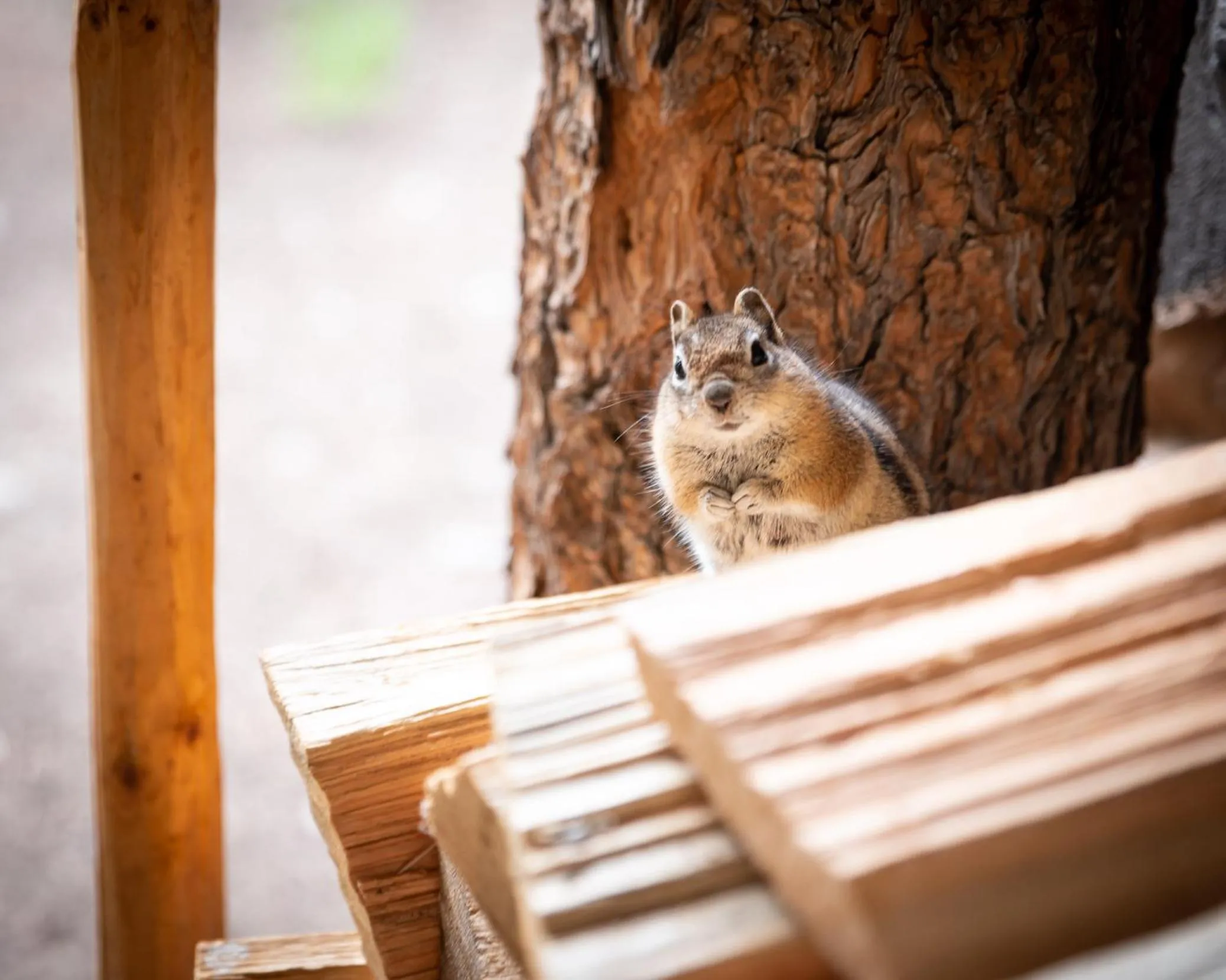 Animals in Corkins Lodge
