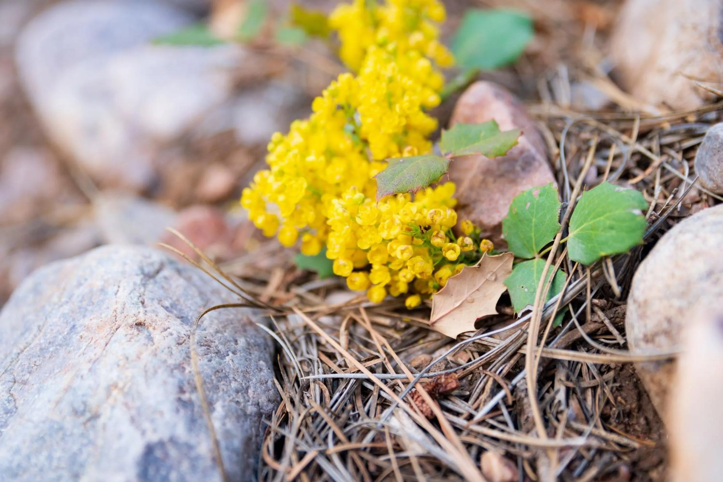 Natural landscape in Corkins Lodge