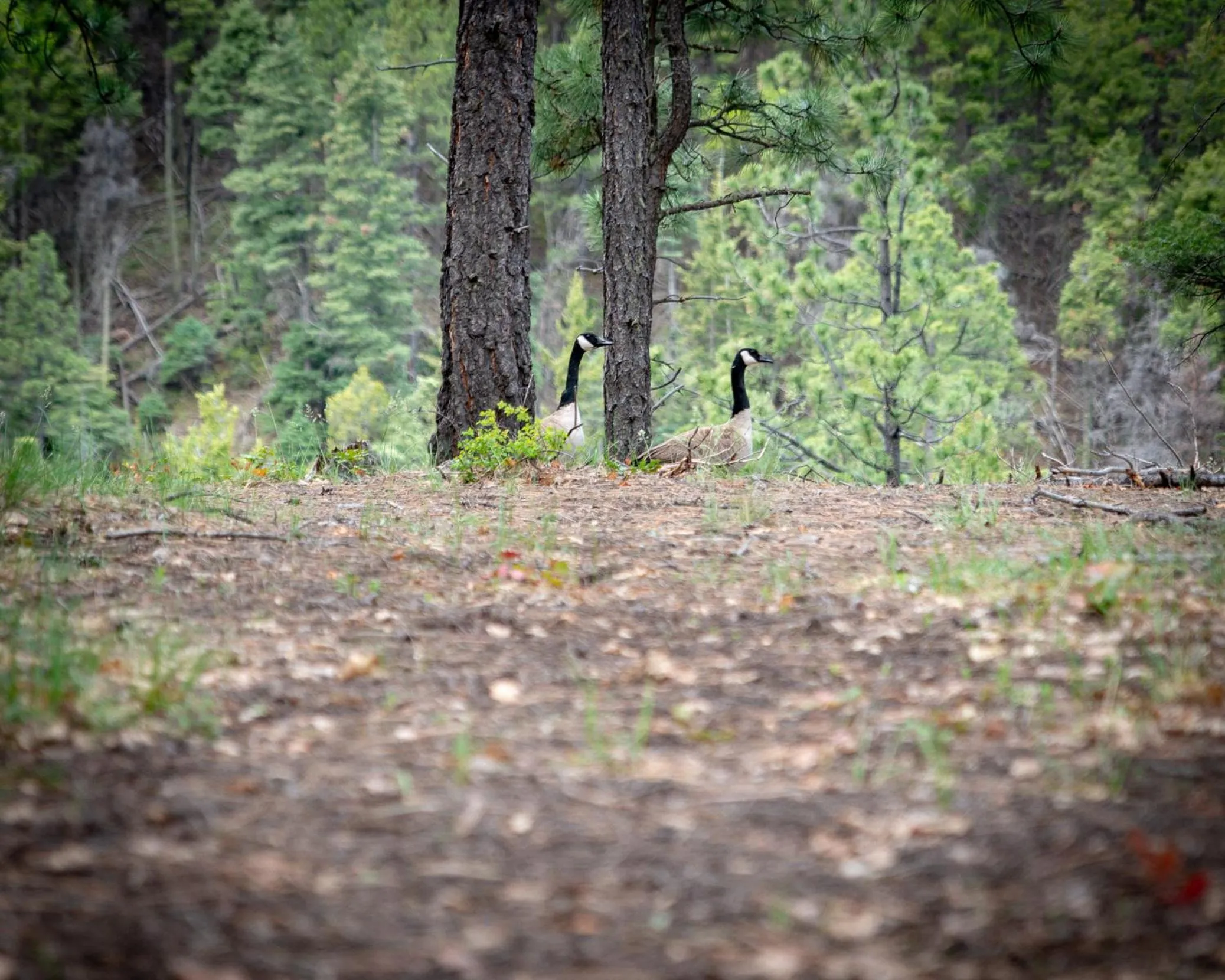 Natural landscape in Corkins Lodge