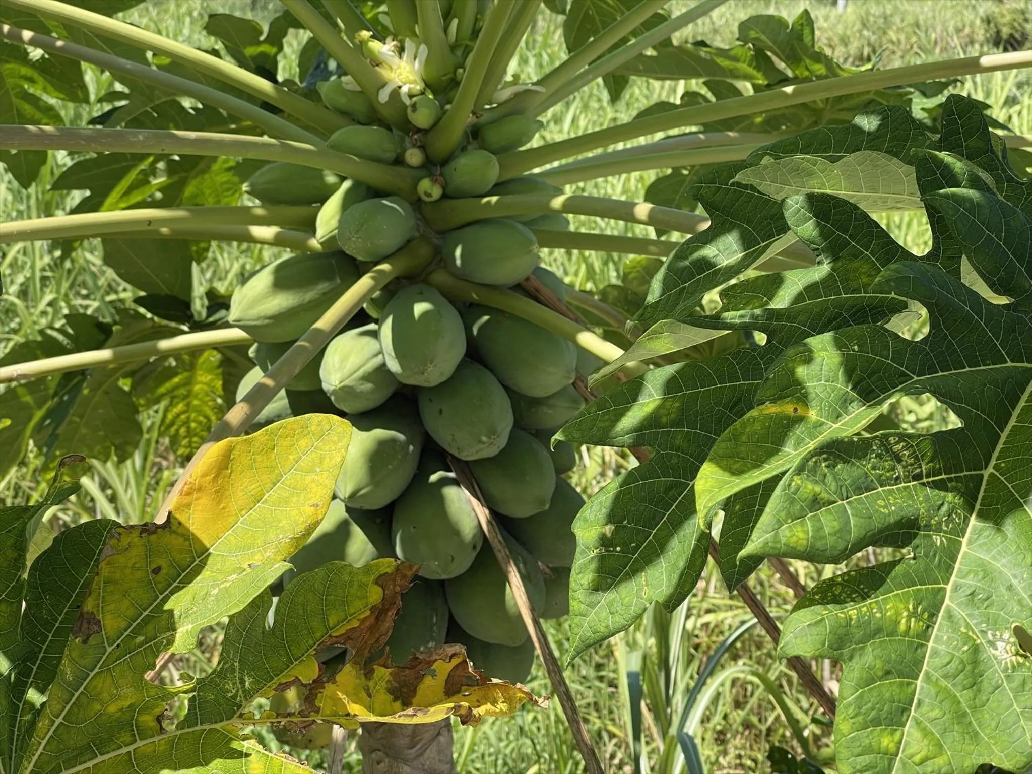 Garden in Shiawaseninaru Kourijima no Yado