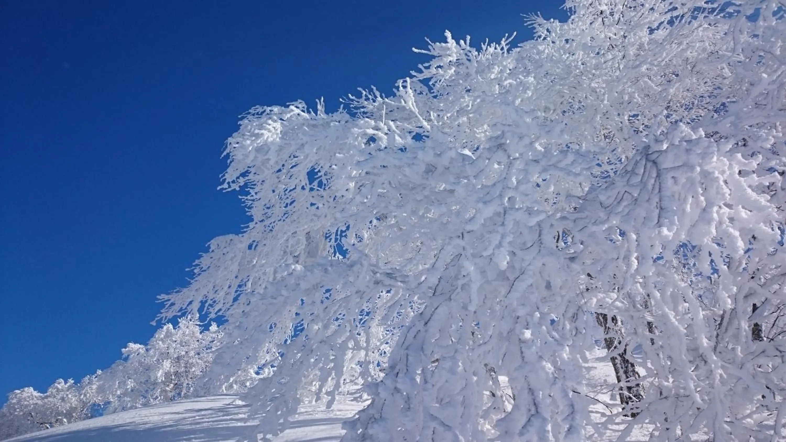 Natural landscape in Nozawa Dream Central