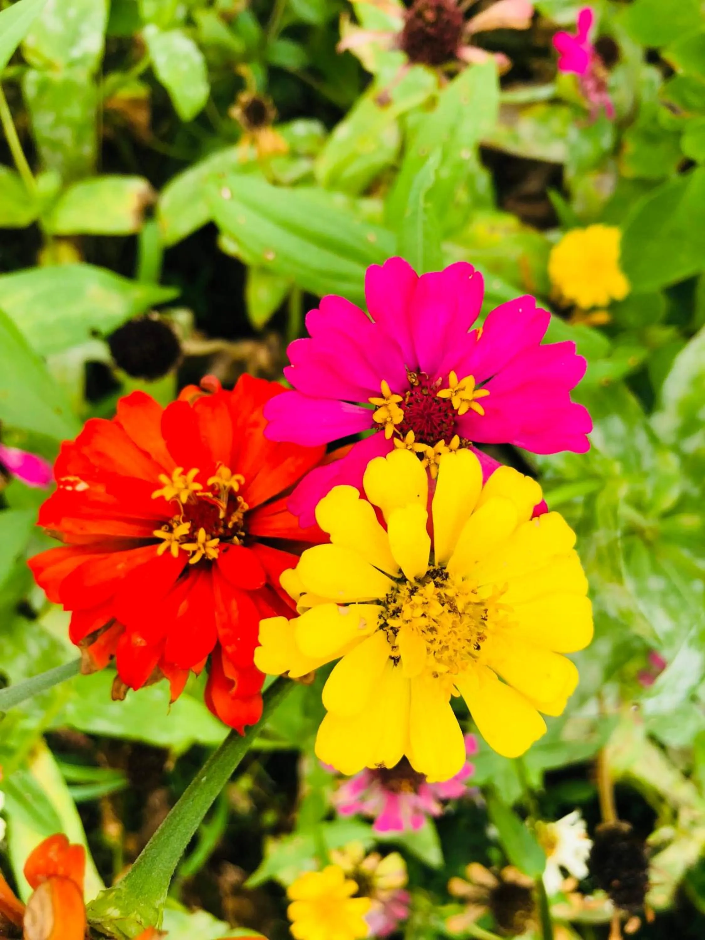 Natural landscape in SweetWater Resort