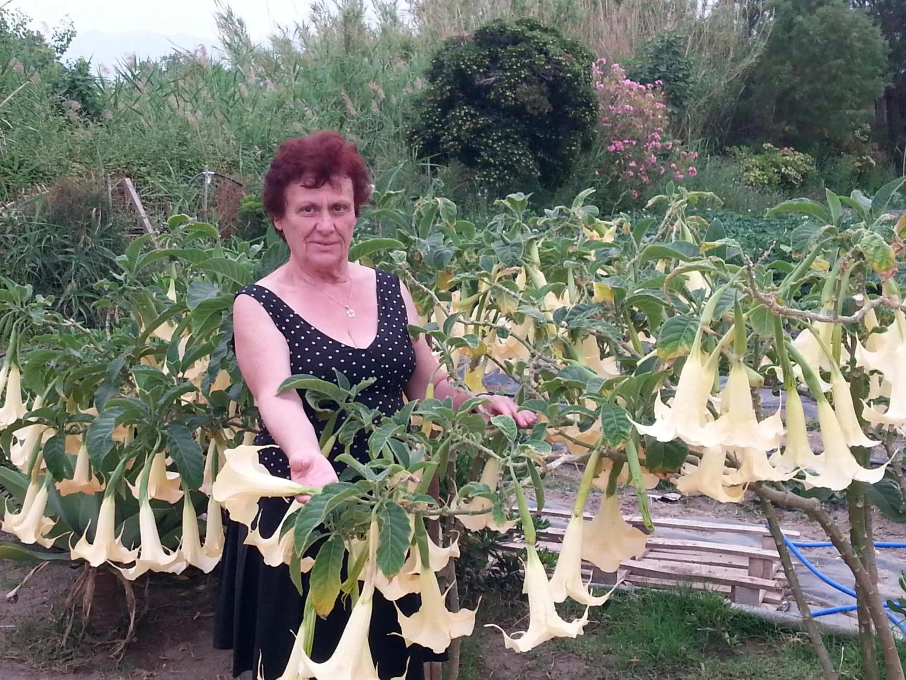 Garden in Baladinos Apartments