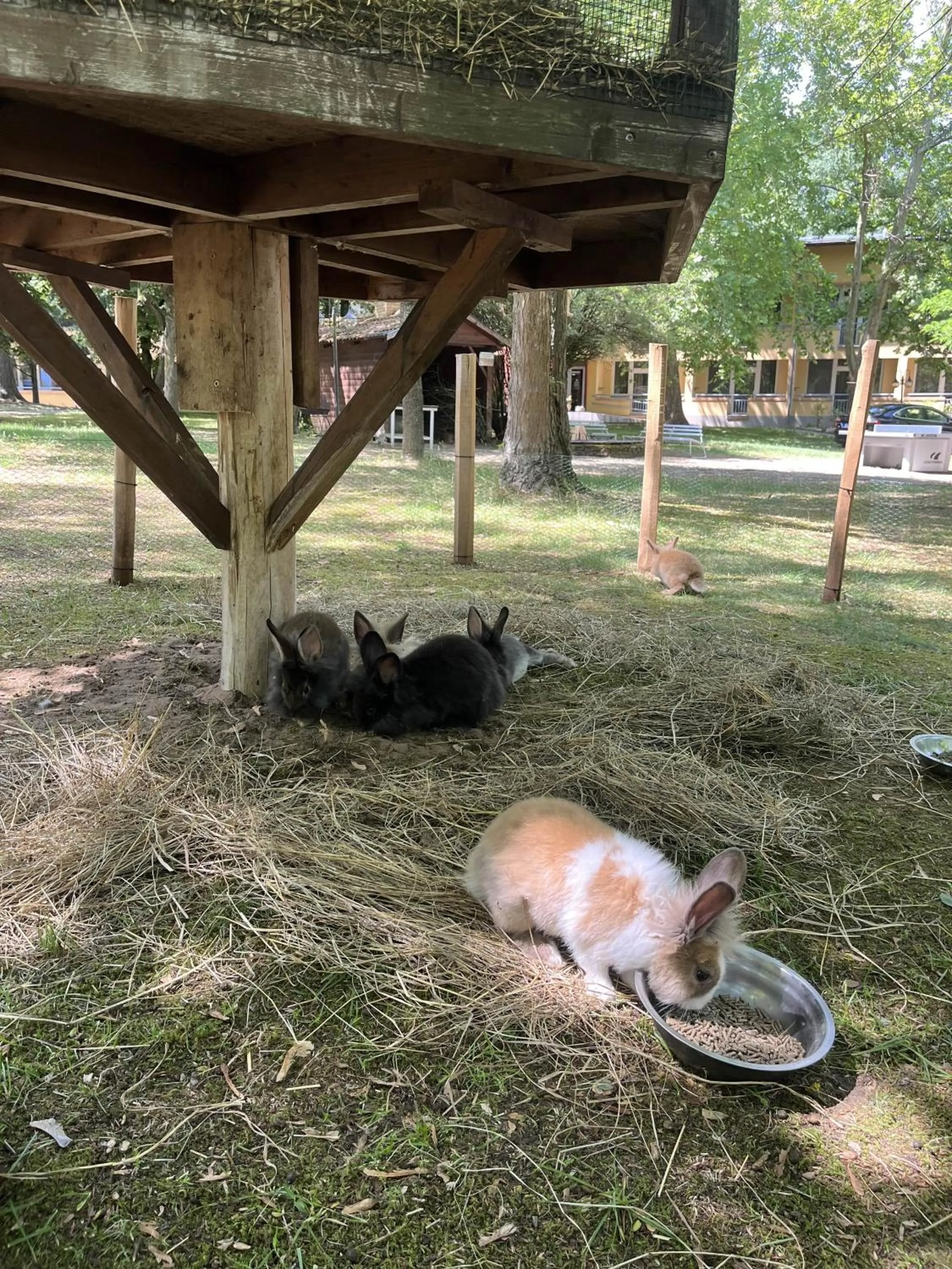 Animals in Park Hotel Sóstó