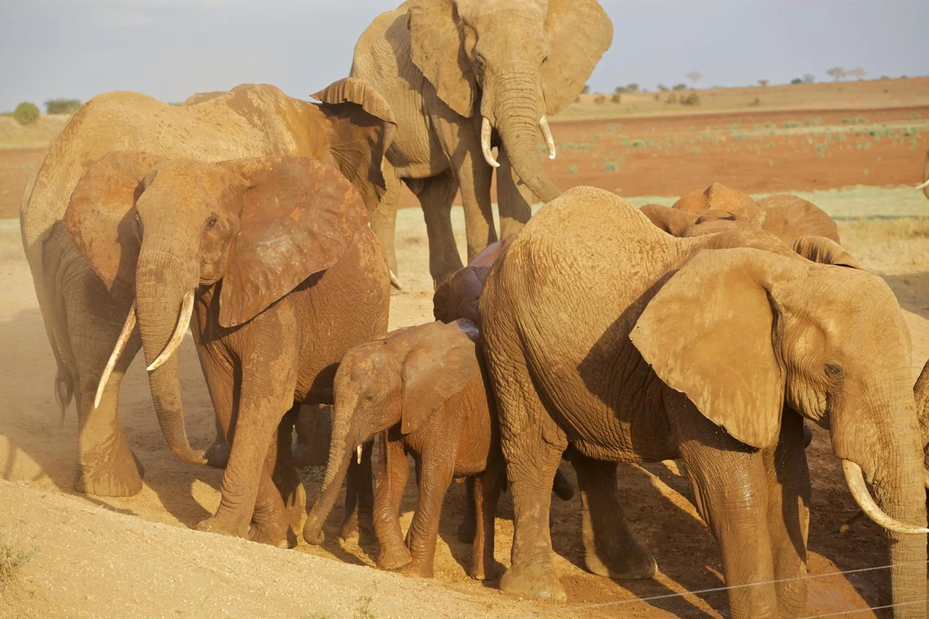 Animals in Ashnil Aruba Lodge