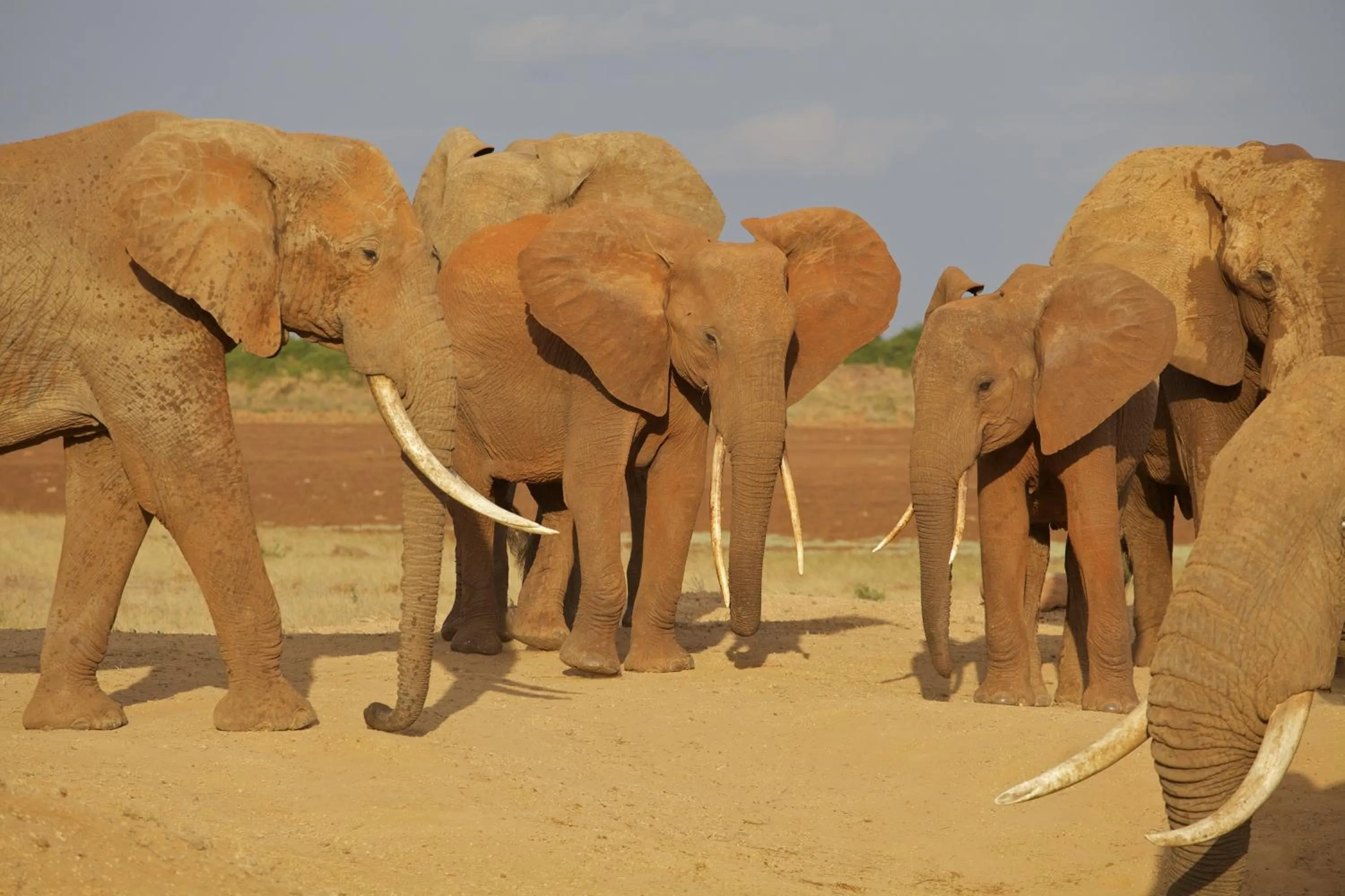 Animals in Ashnil Aruba Lodge