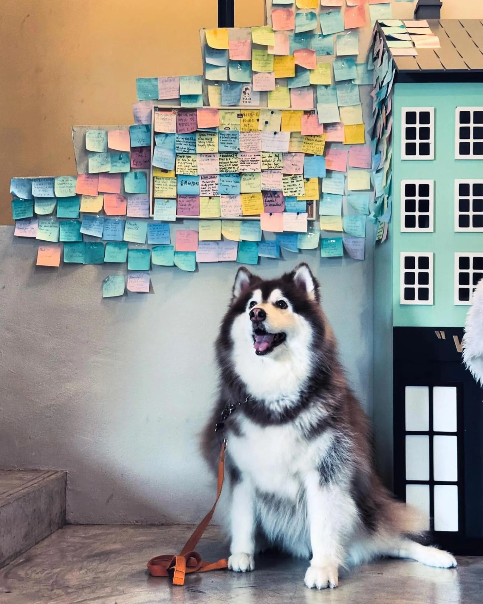 Pets in Yam Yen Hostel