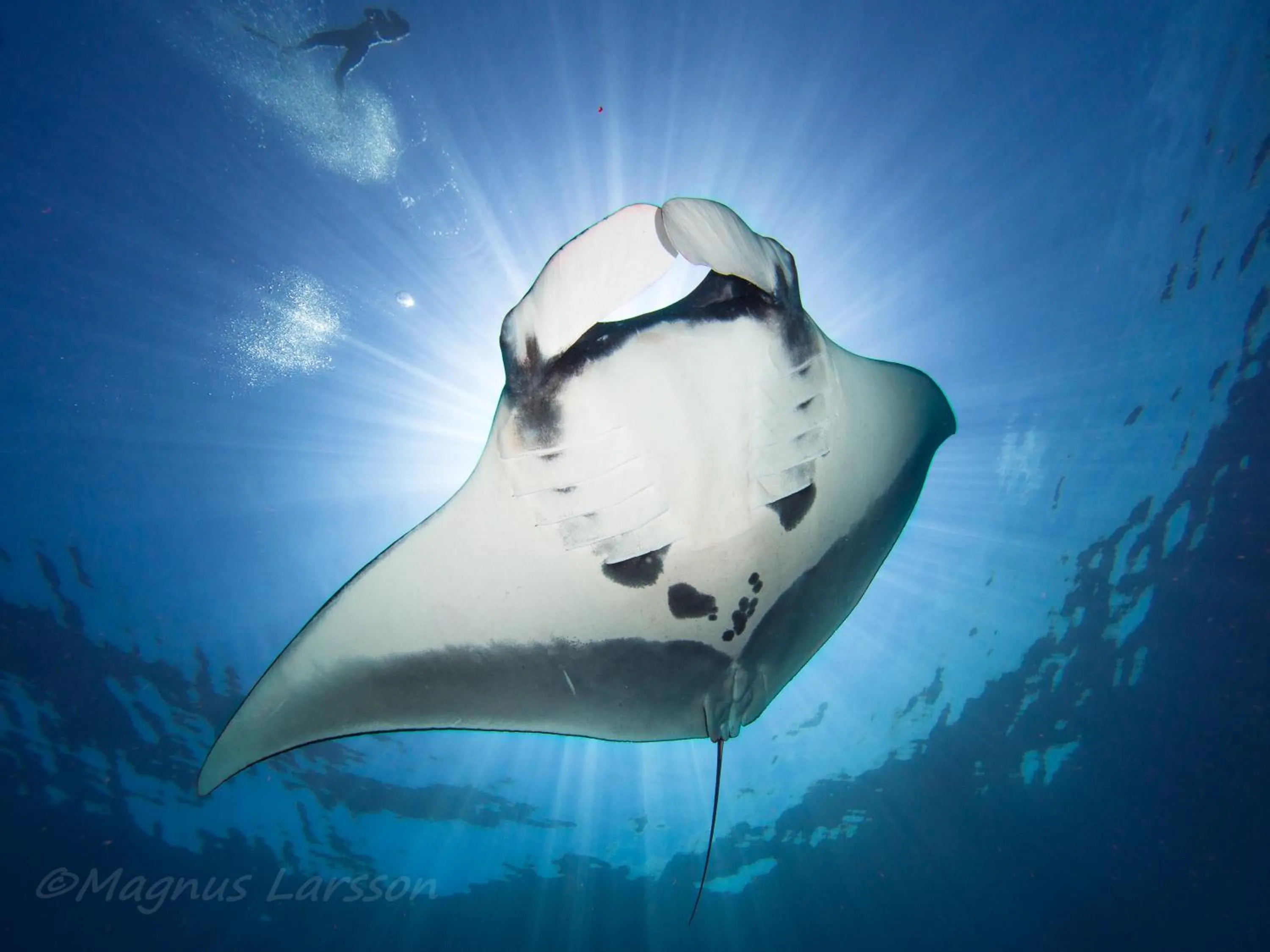 Diving in Pimalai Resort & Spa