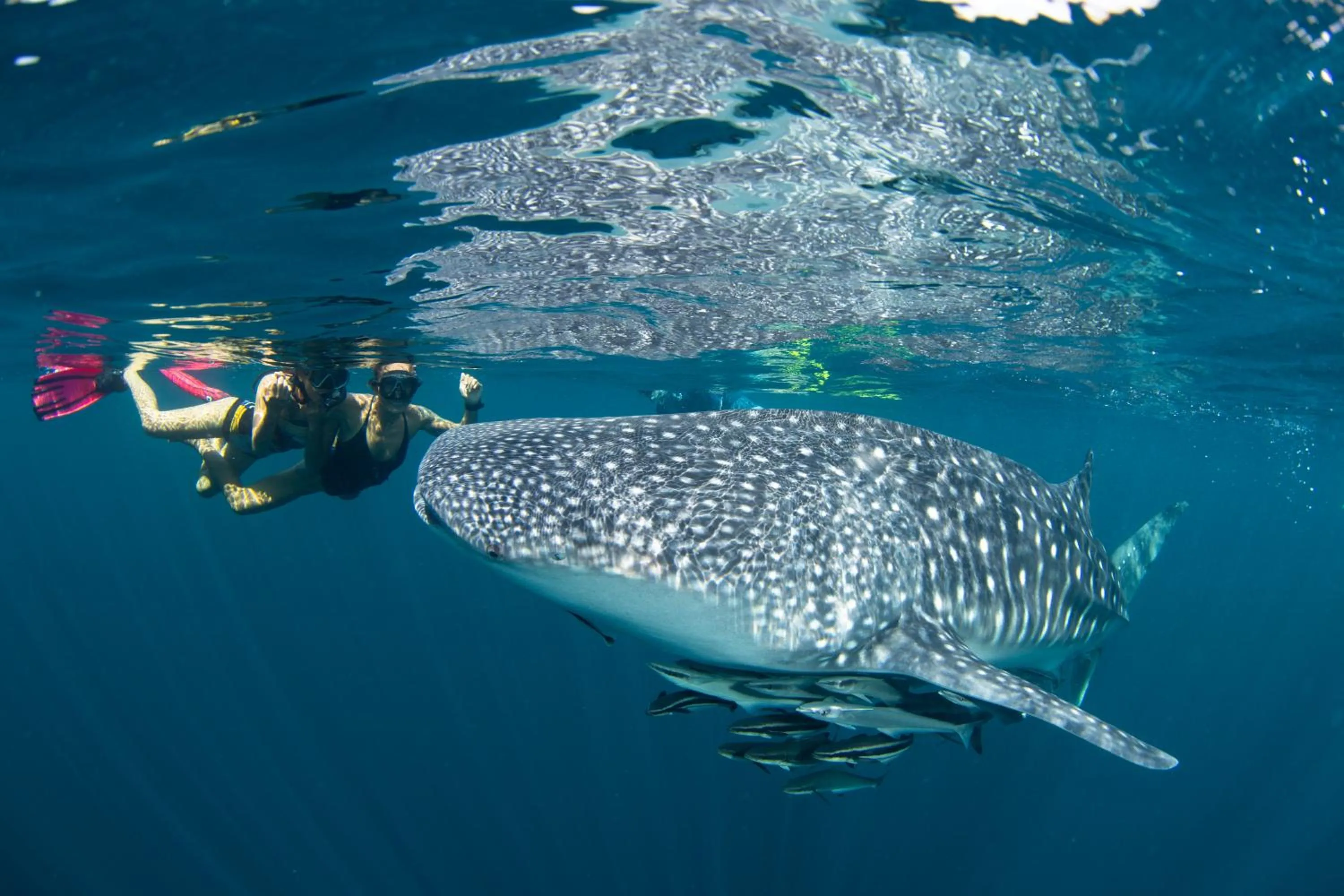 Diving in Pimalai Resort & Spa