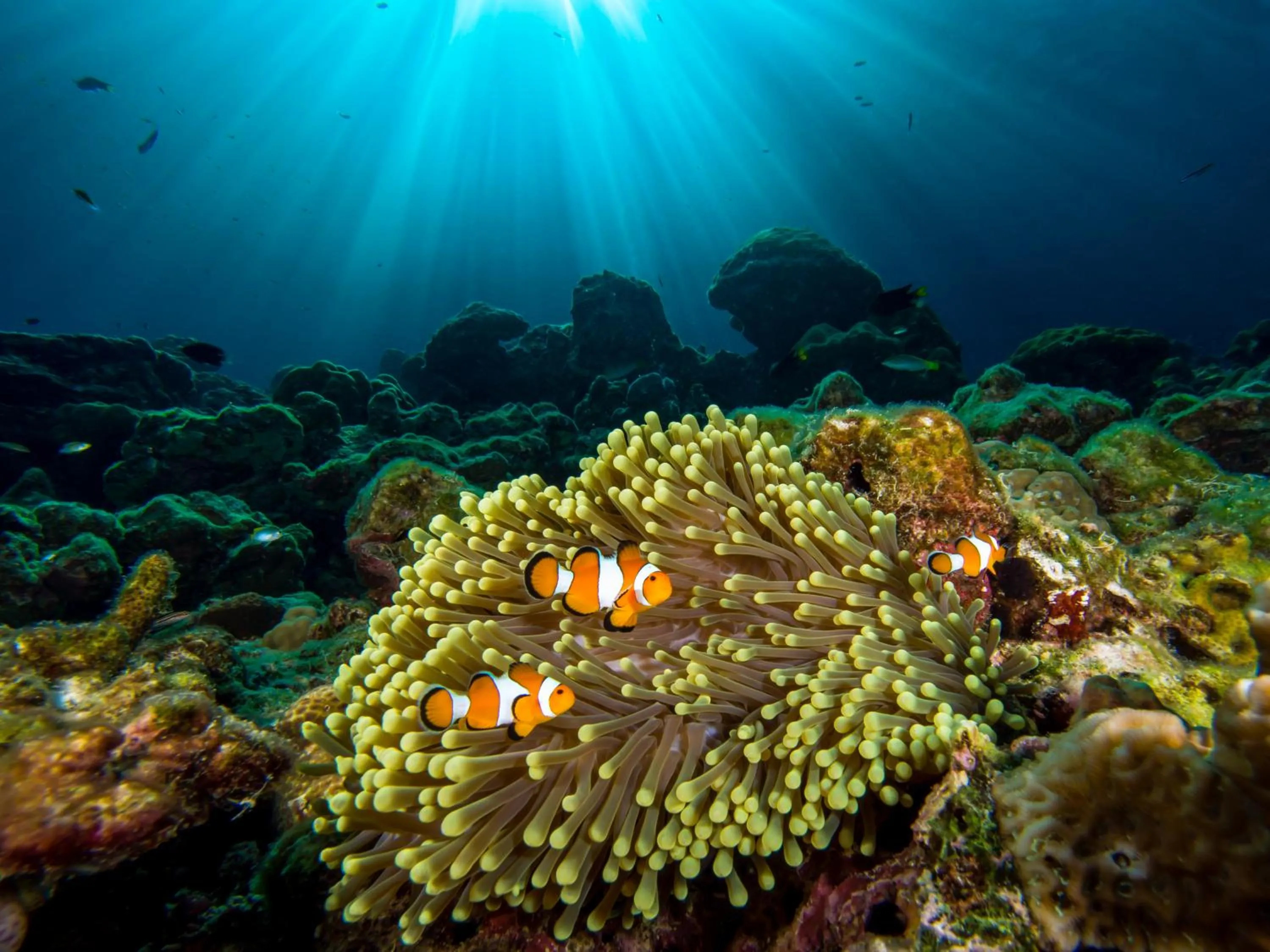 Diving in Pimalai Resort & Spa