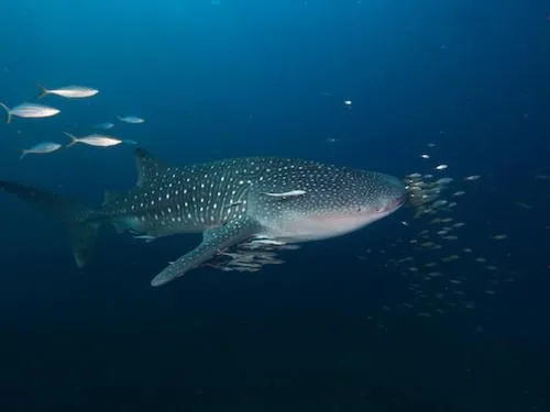 Diving in Pimalai Resort & Spa