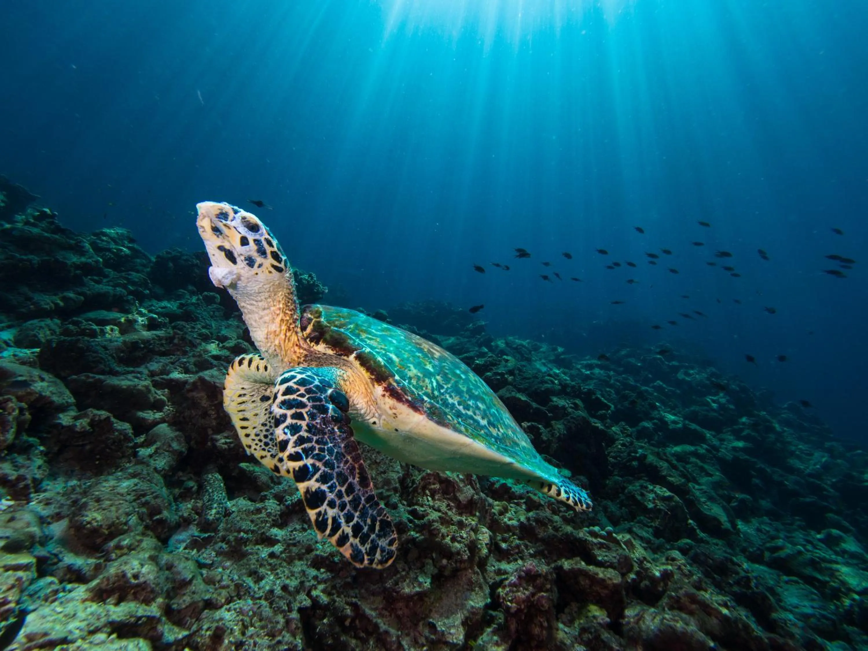 Diving in Pimalai Resort & Spa