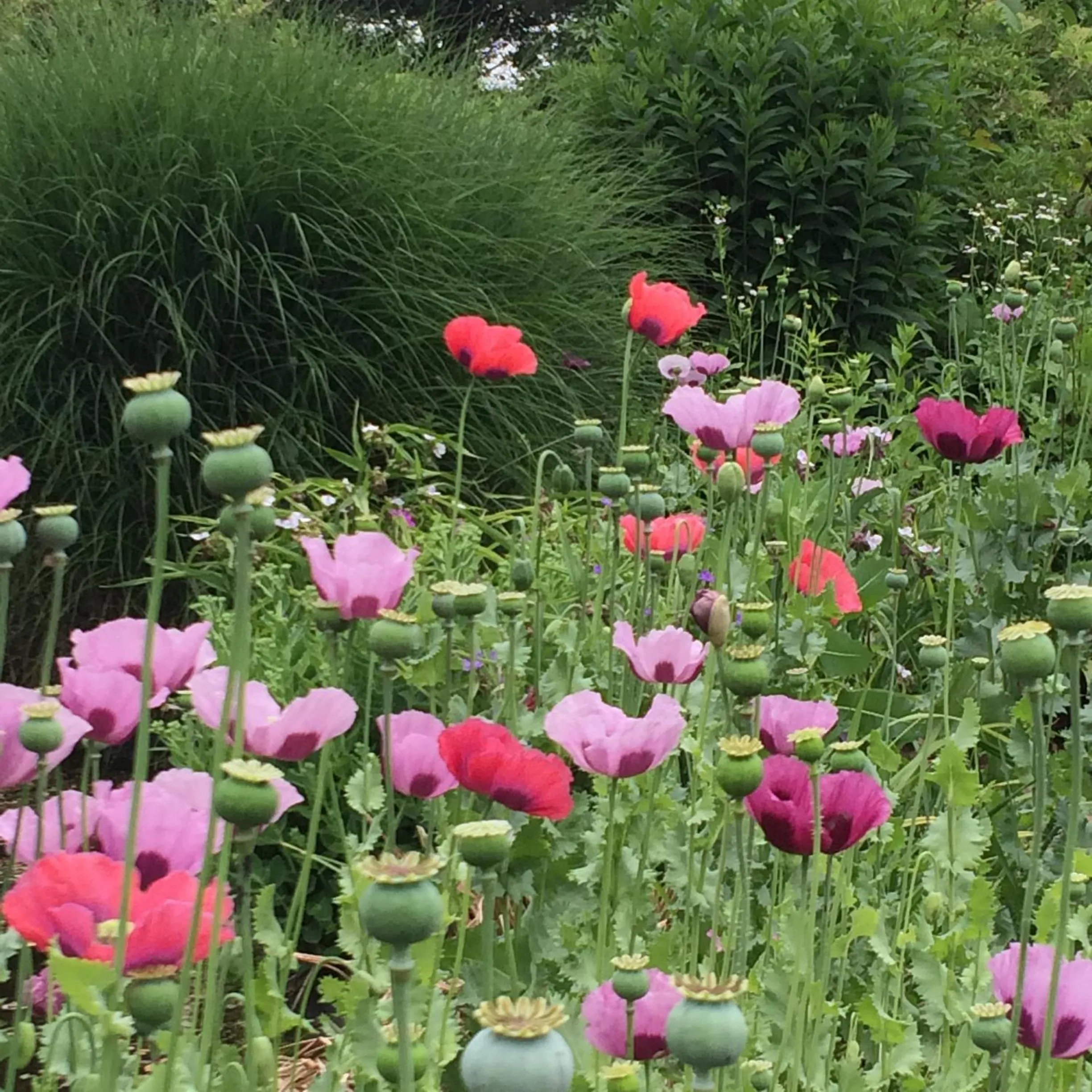 Garden in Bed and Garden Alde Coninckshof