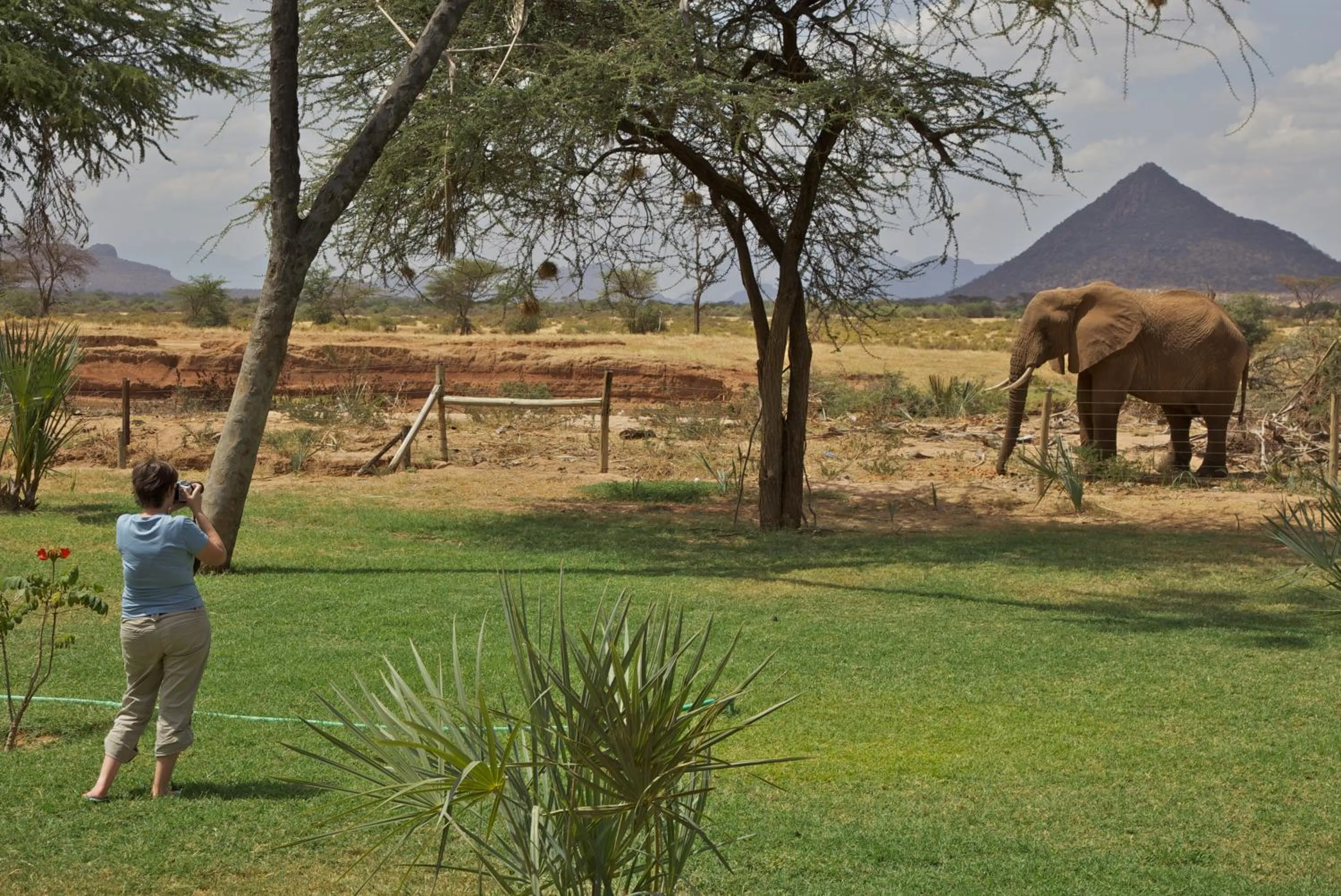 Animals in Ashnil Samburu Camp