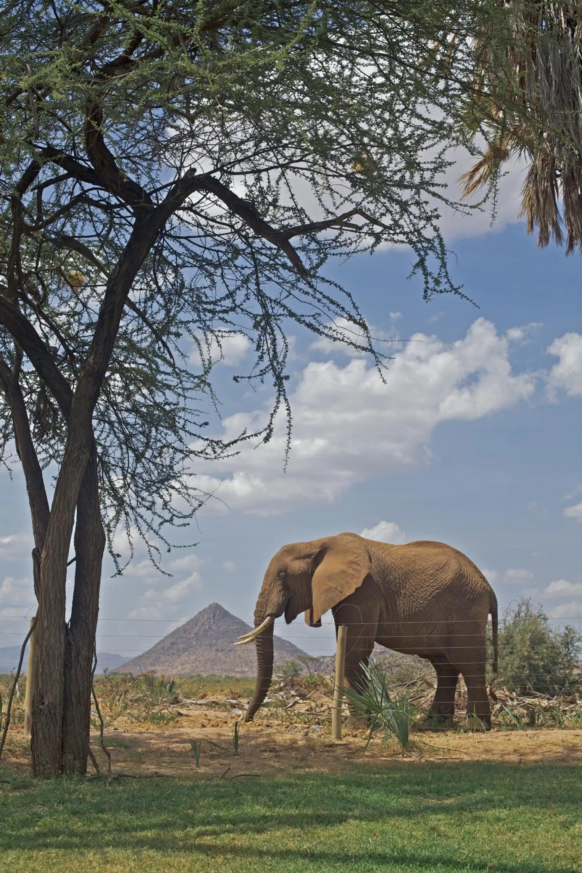 Animals in Ashnil Samburu Camp