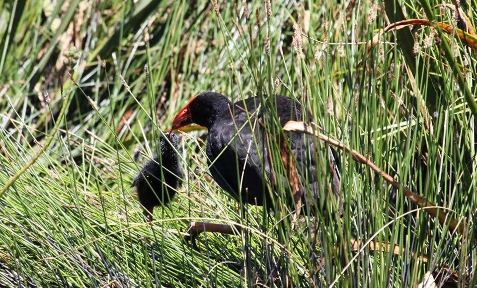 Animals in Messmates Luxury Eco Suites