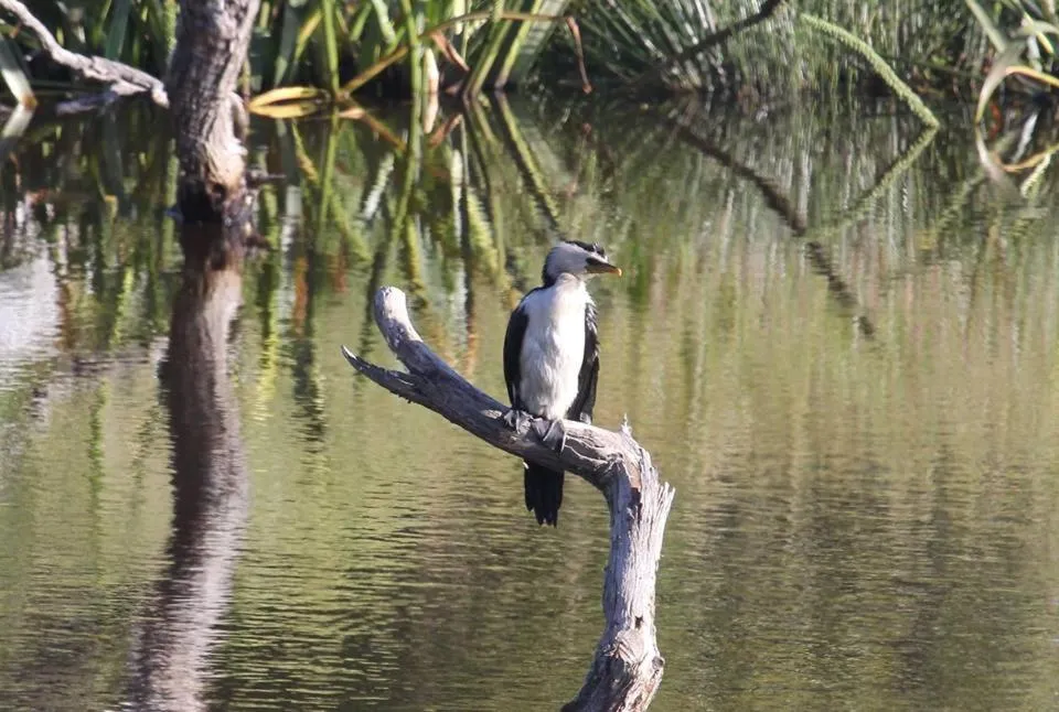 Animals in Messmates Luxury Eco Suites