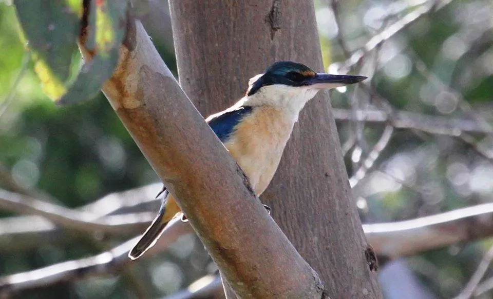 Animals in Messmates Luxury Eco Suites