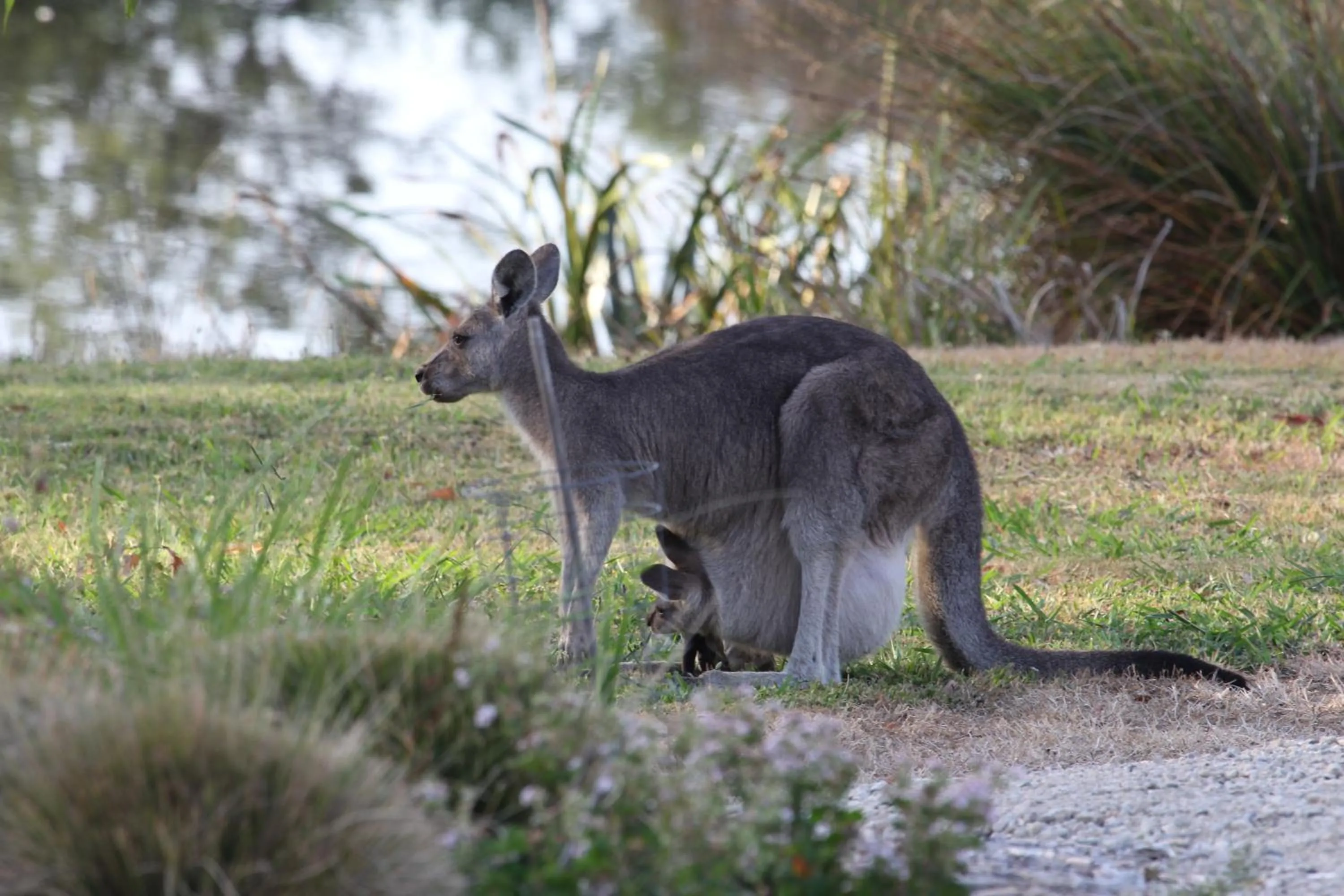 Animals in Messmates Luxury Eco Suites