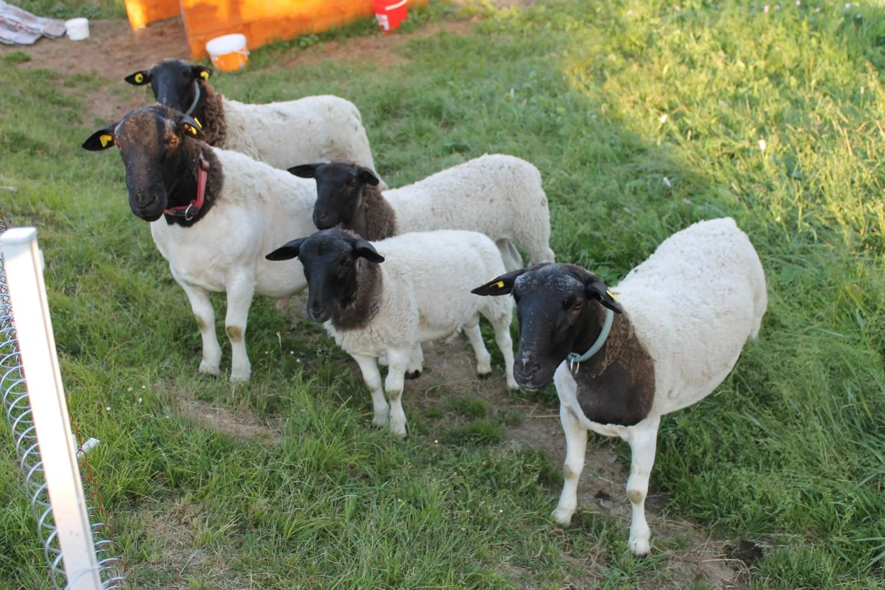 Animals in Hotel Schäfflerhof