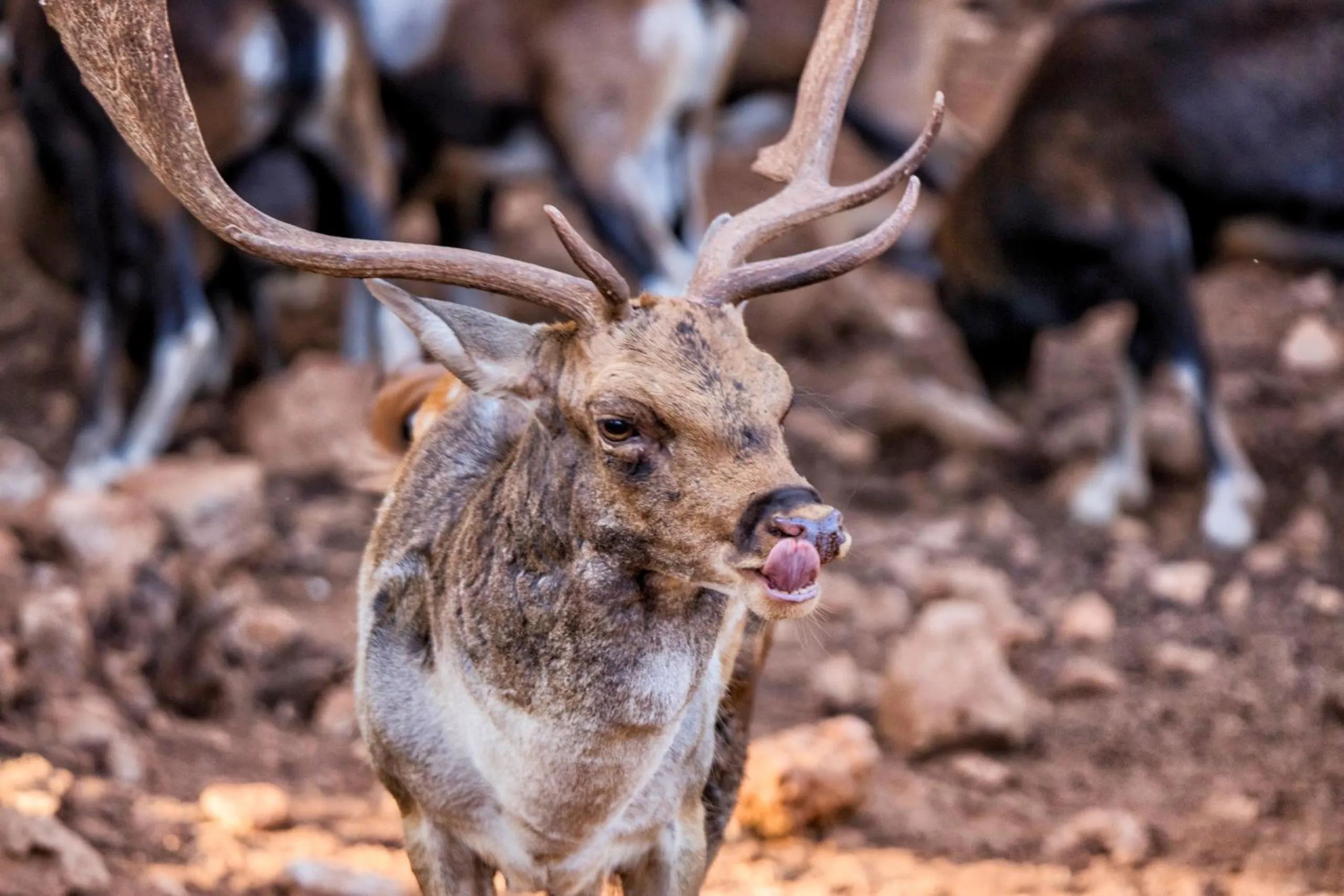 Animals in Hotel Rural Noguera de la Sierpe