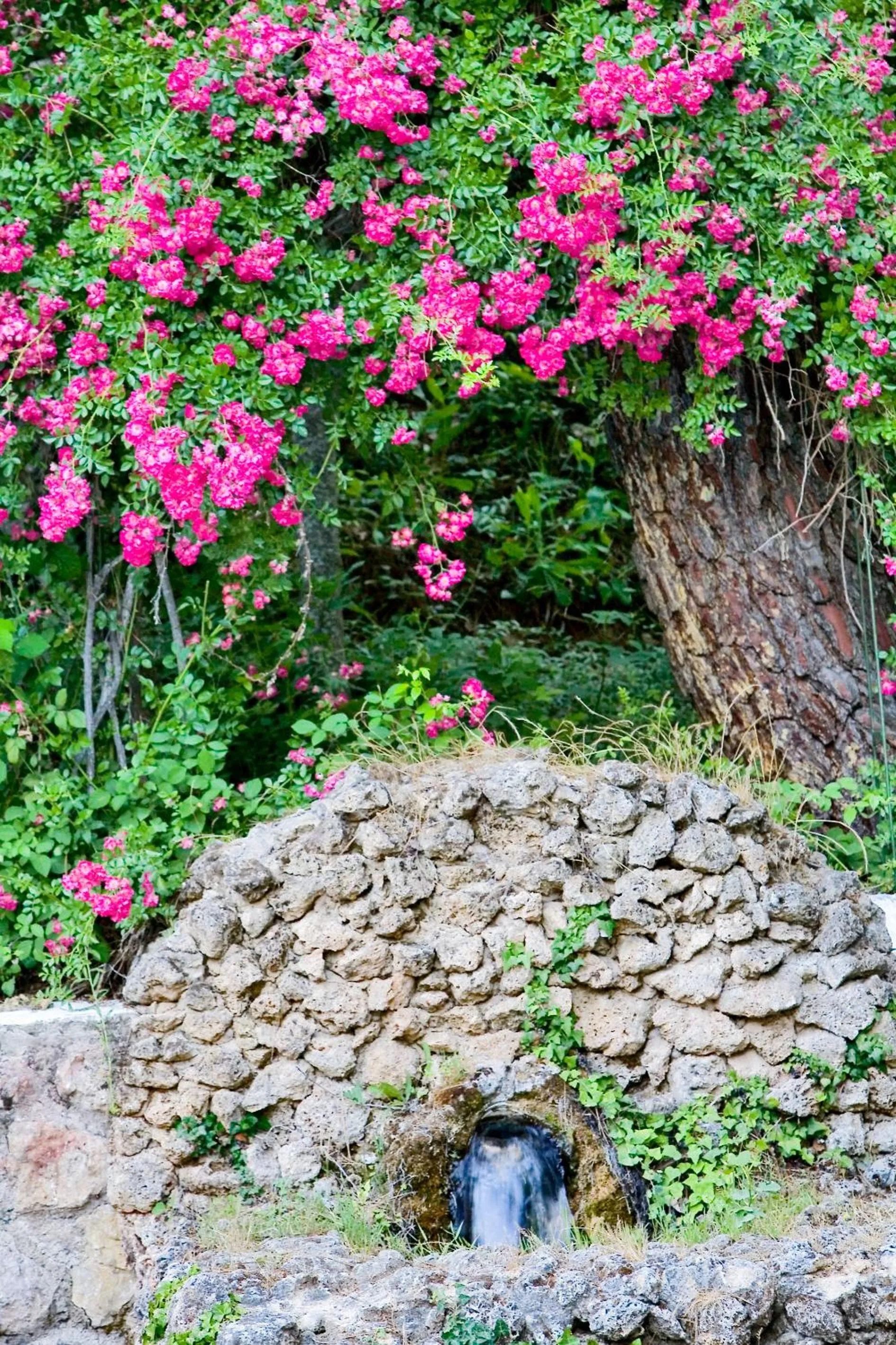 Spring in Hotel Rural Noguera de la Sierpe