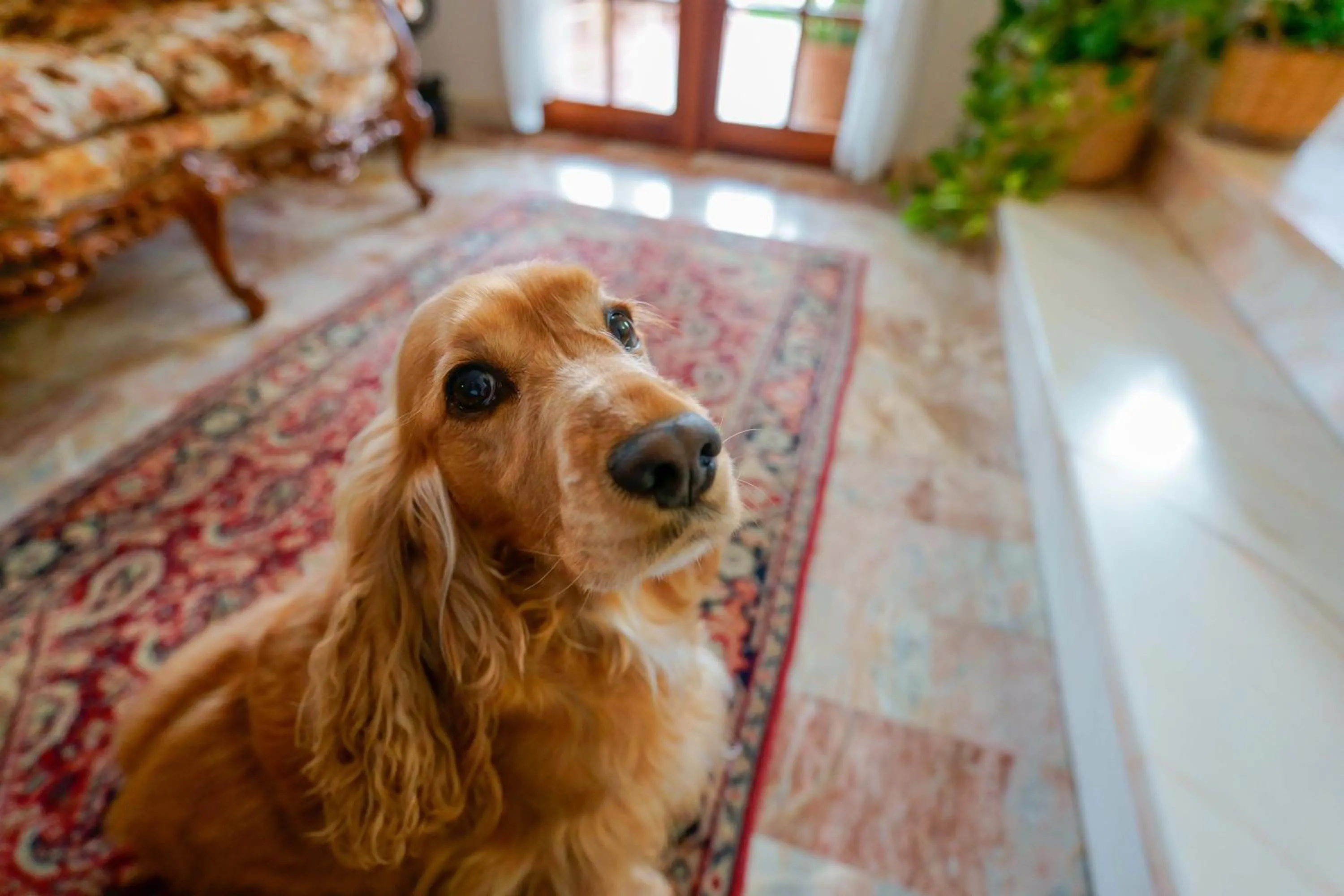 Lobby or reception in BB 1987 Pula