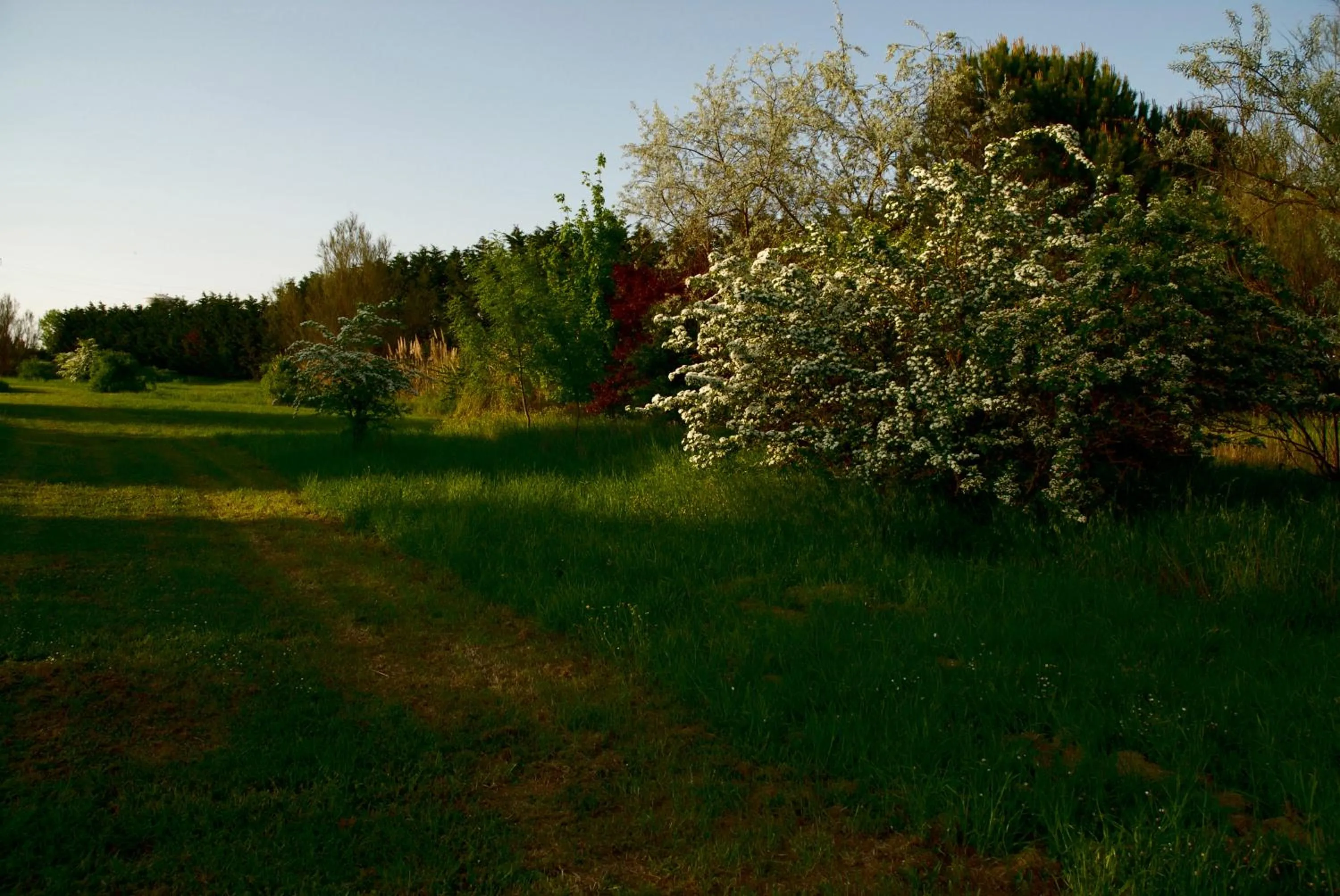 Garden in Rose Canine B&B
