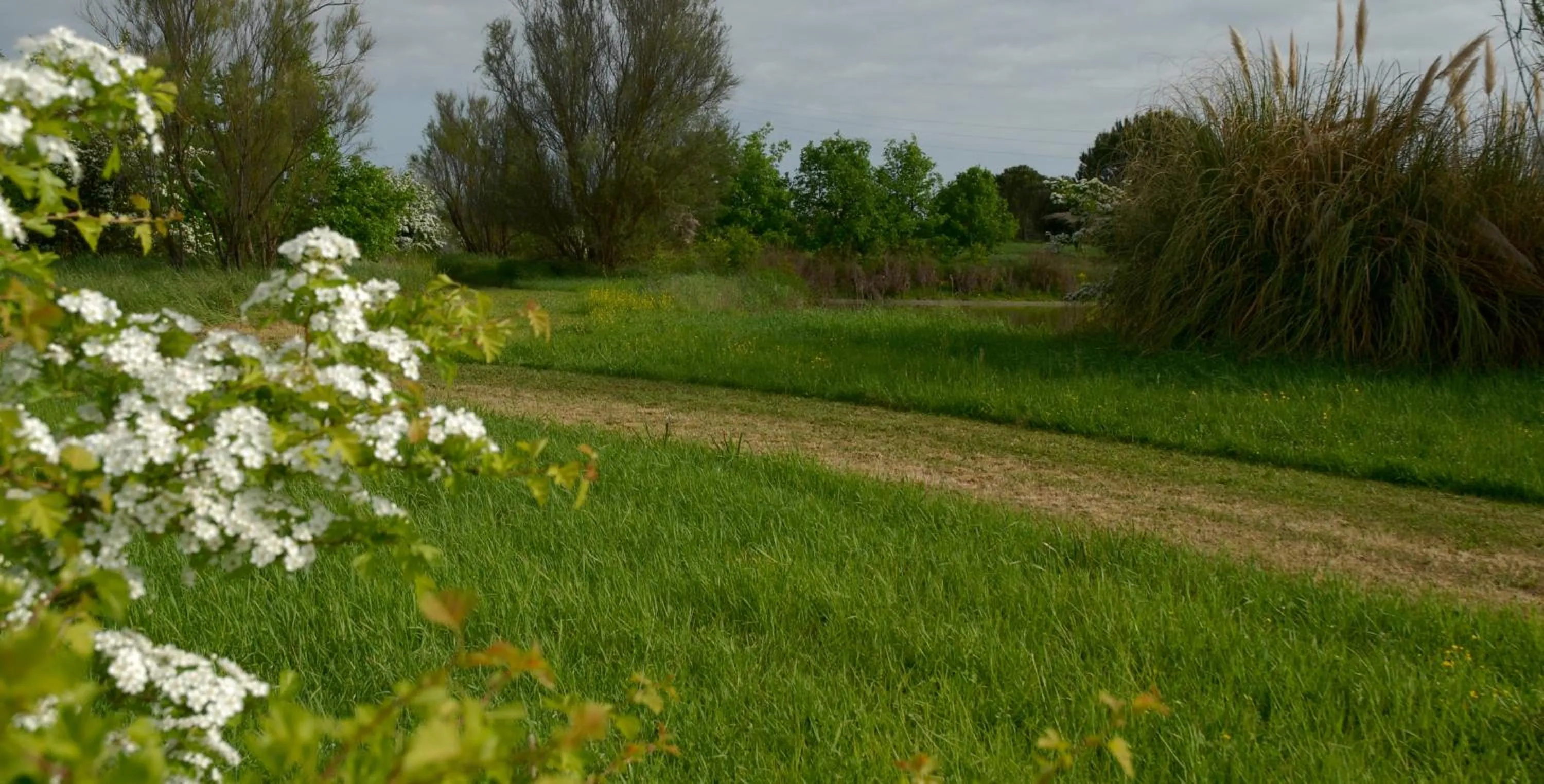 Garden in Rose Canine B&B