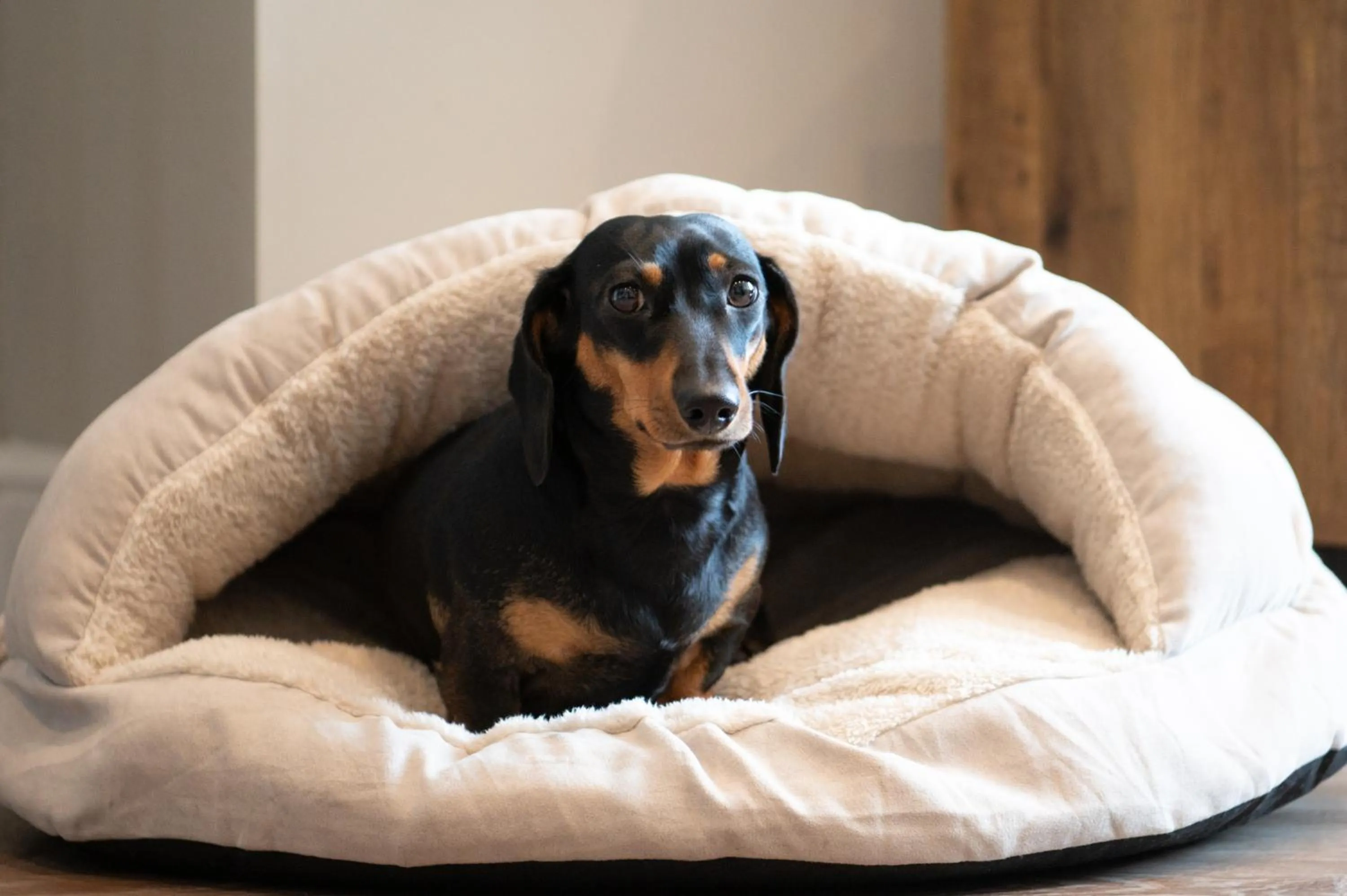 Pets in Crown and Cushion Appleby