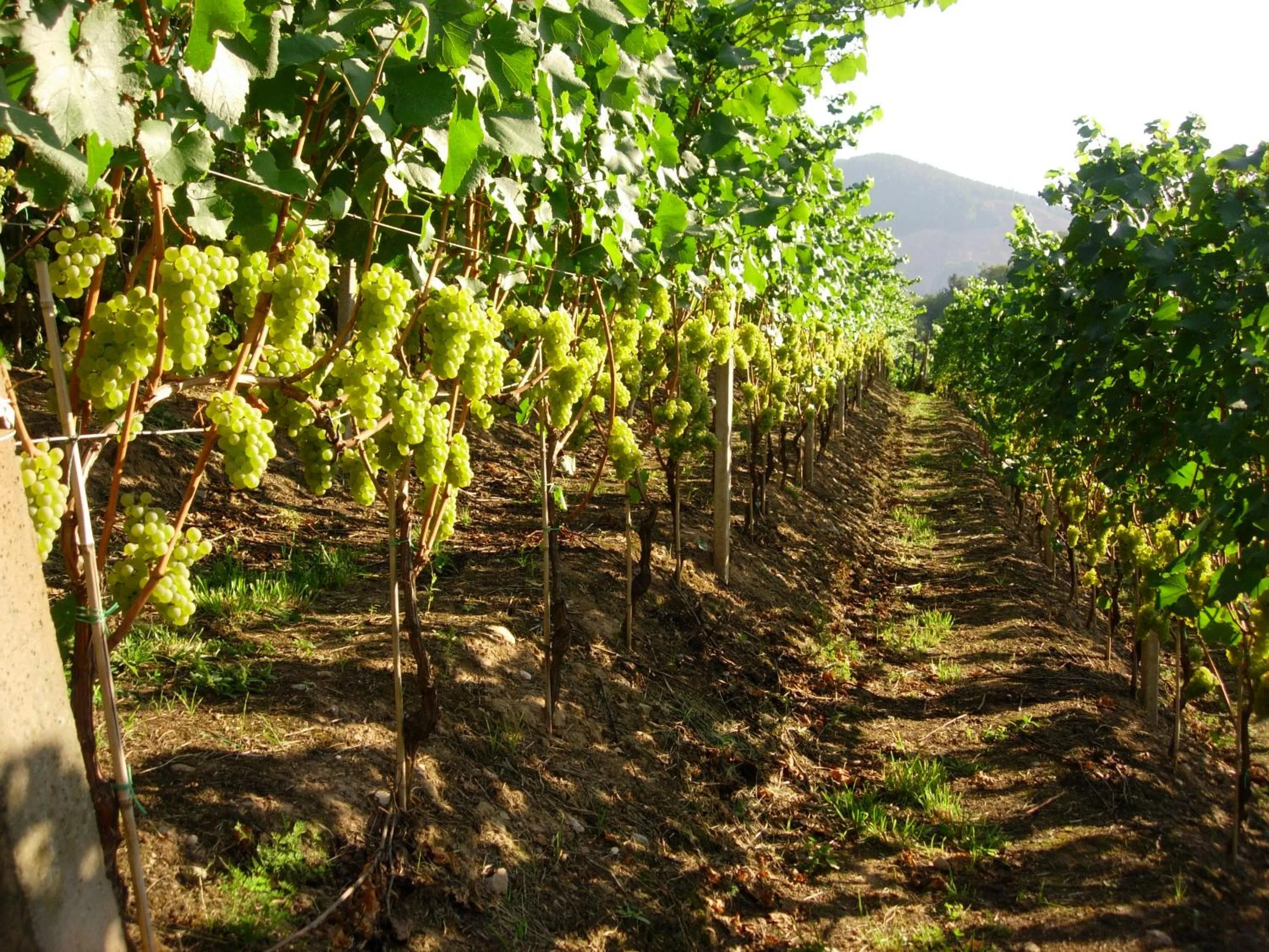 Natural landscape in B&B San Valentino