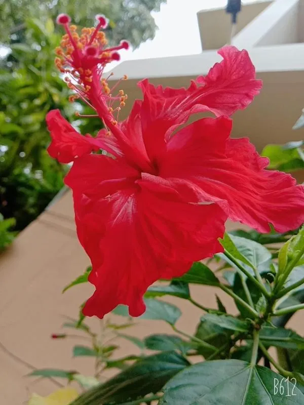Garden in Hanu Reddy Residences Wallace Garden