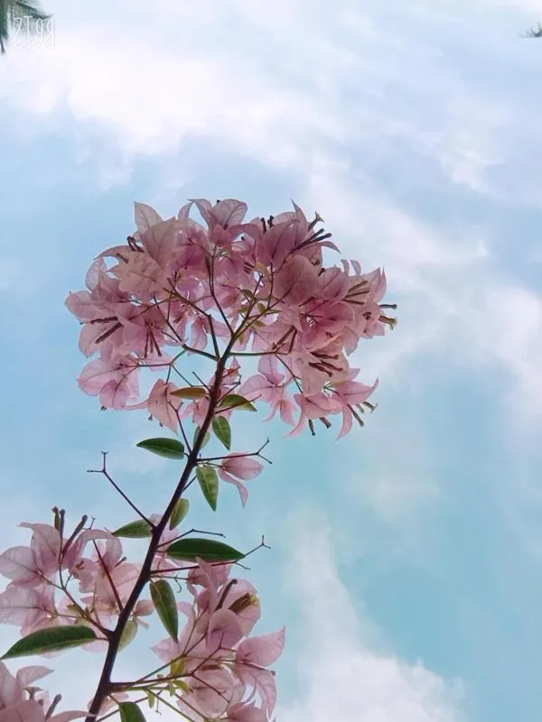 Garden in Hanu Reddy Residences Wallace Garden