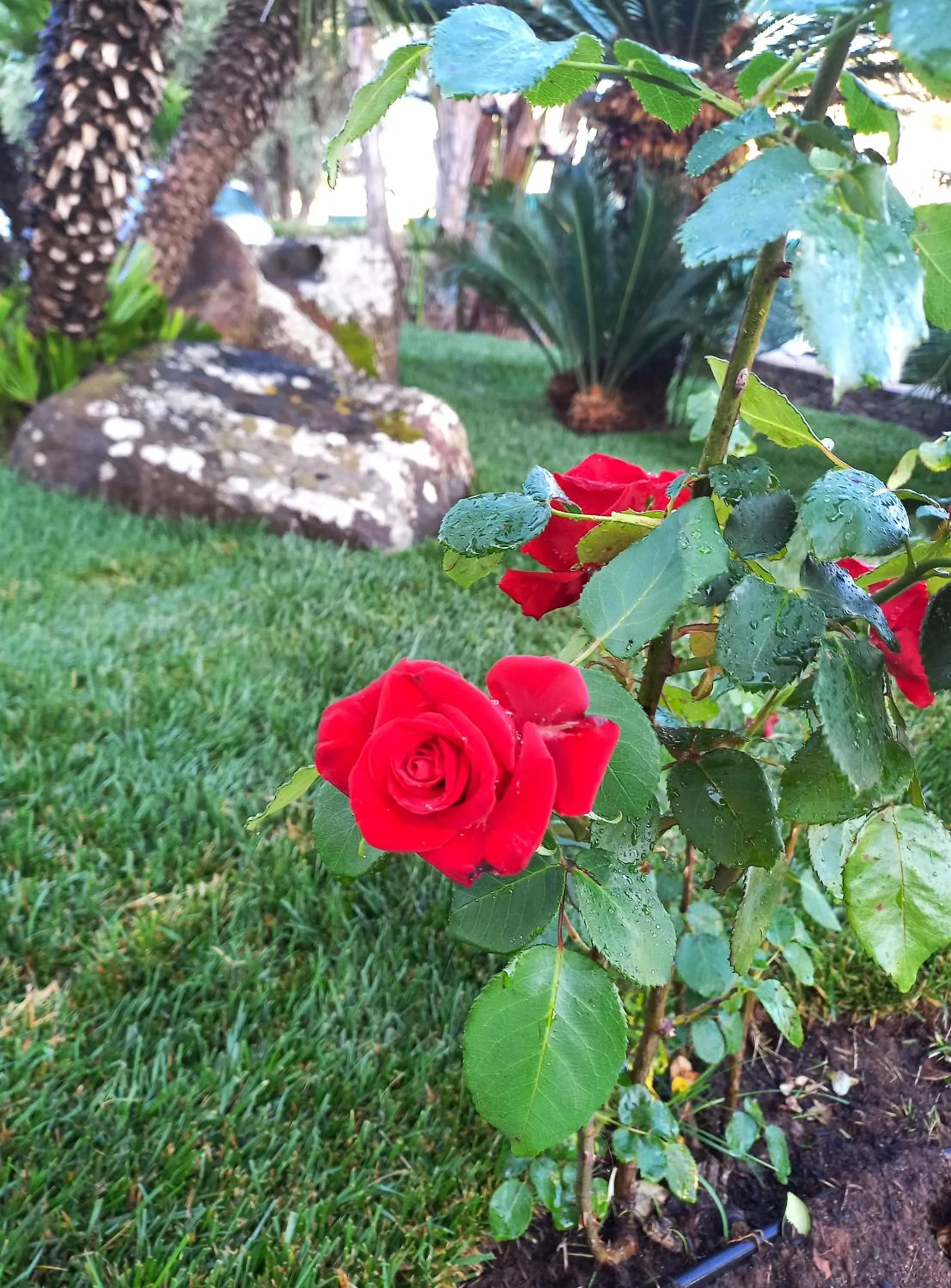 Garden view in Green Sporting Club Hotel