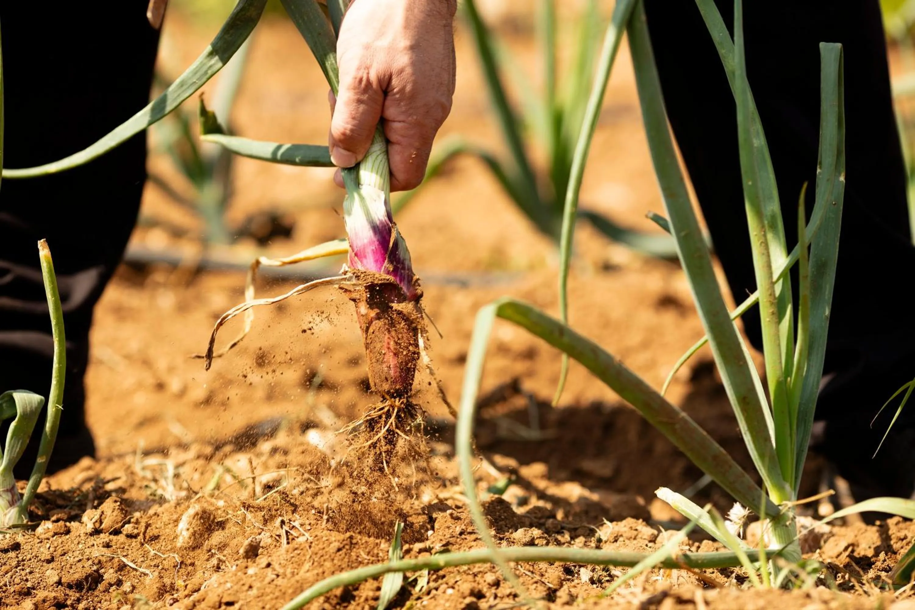 Food in Borgo Mulino a Vento - Resort