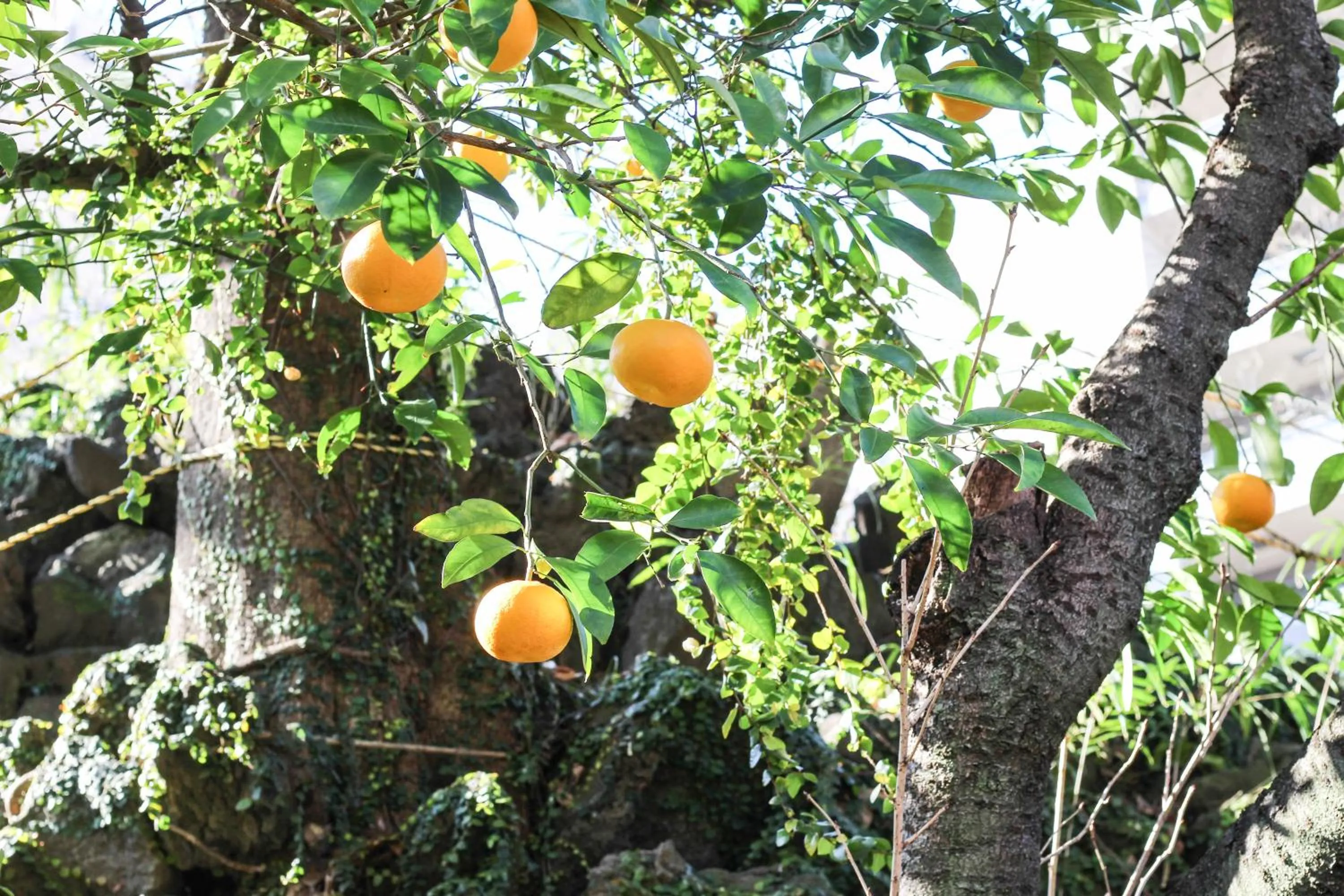 Garden in Guesthouse toco