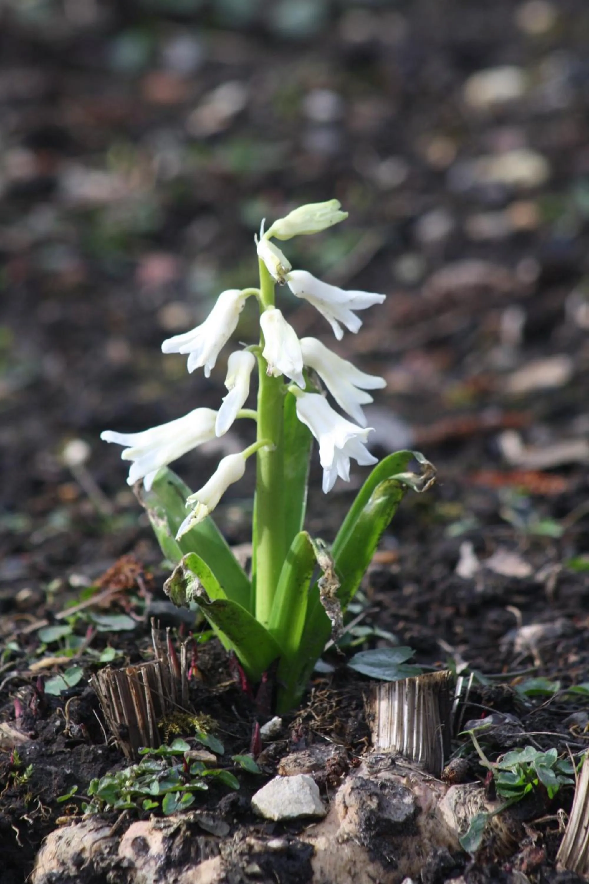 Garden in Ebberley Escapes