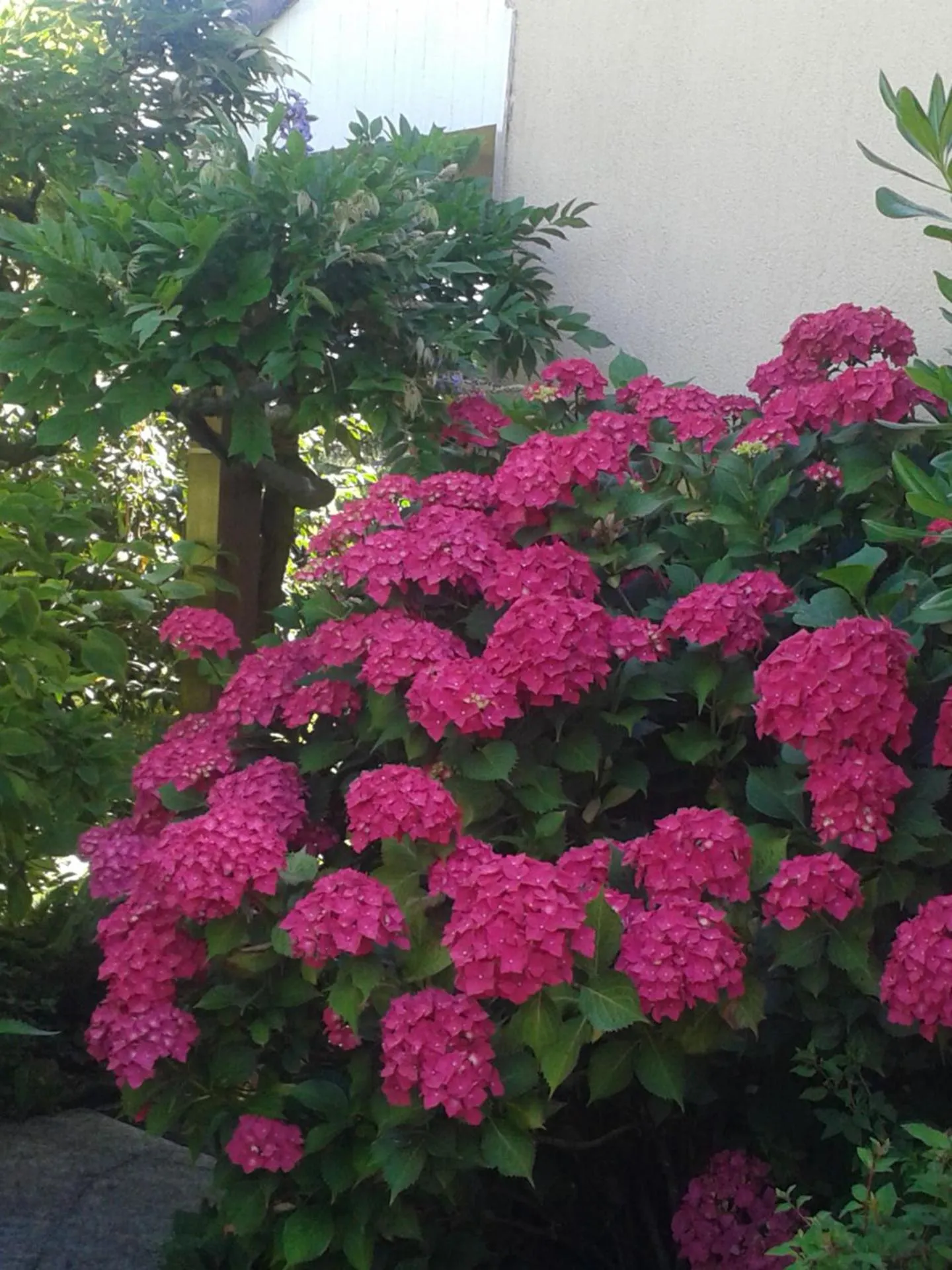 Garden in Le champ du petit bois