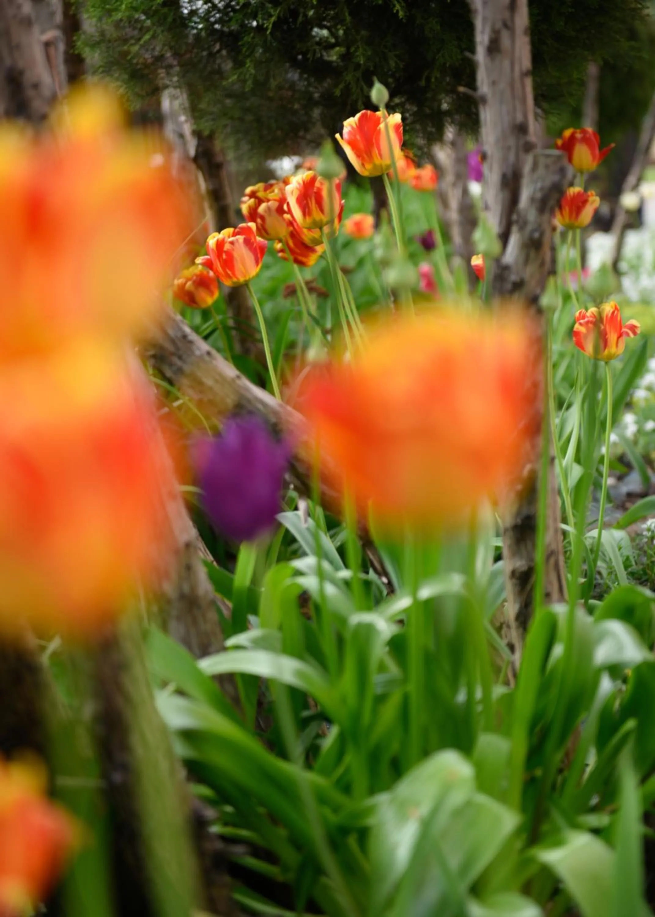Property building in Śnieżka