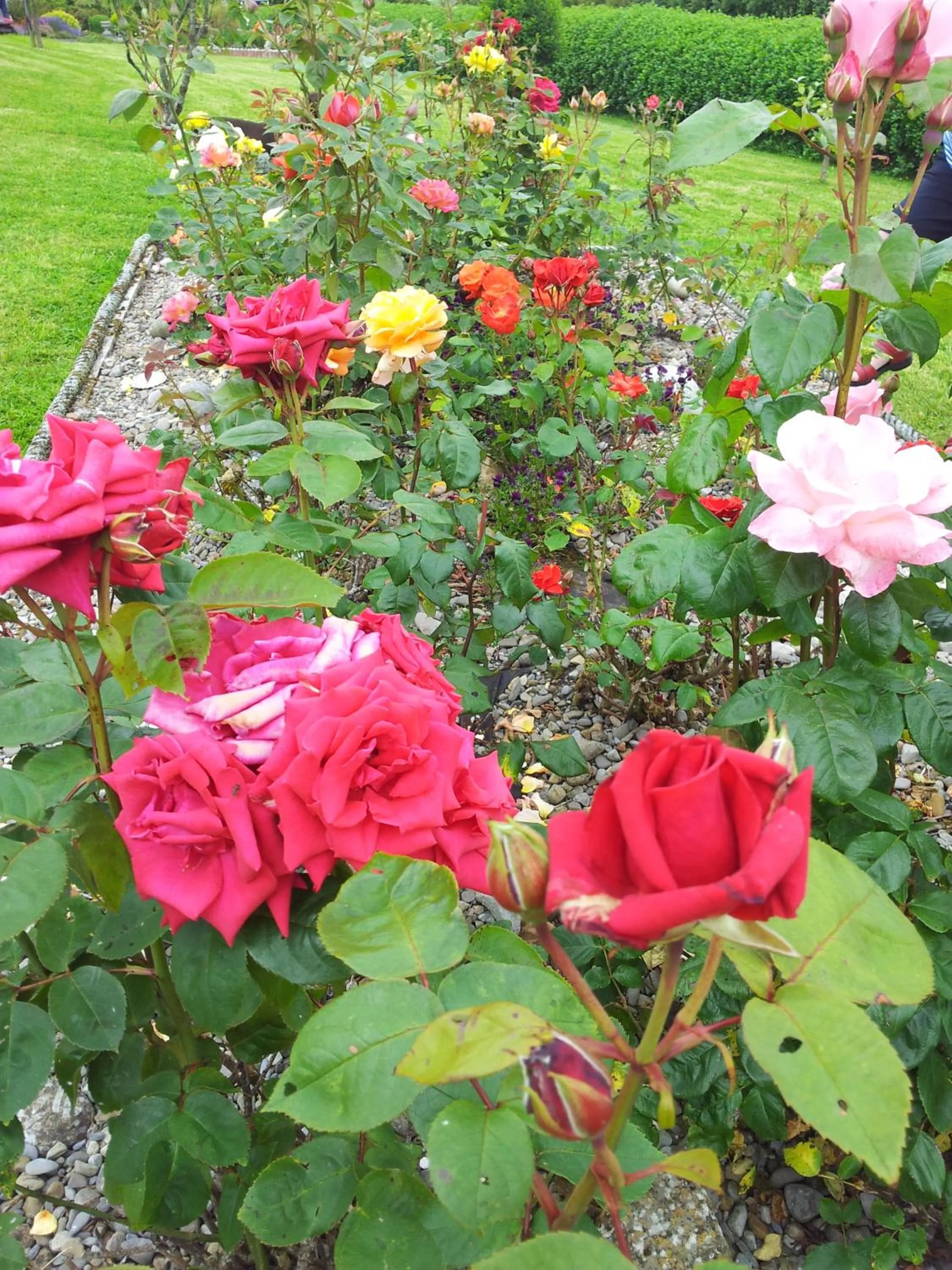 Garden in Mount Edward Lodge