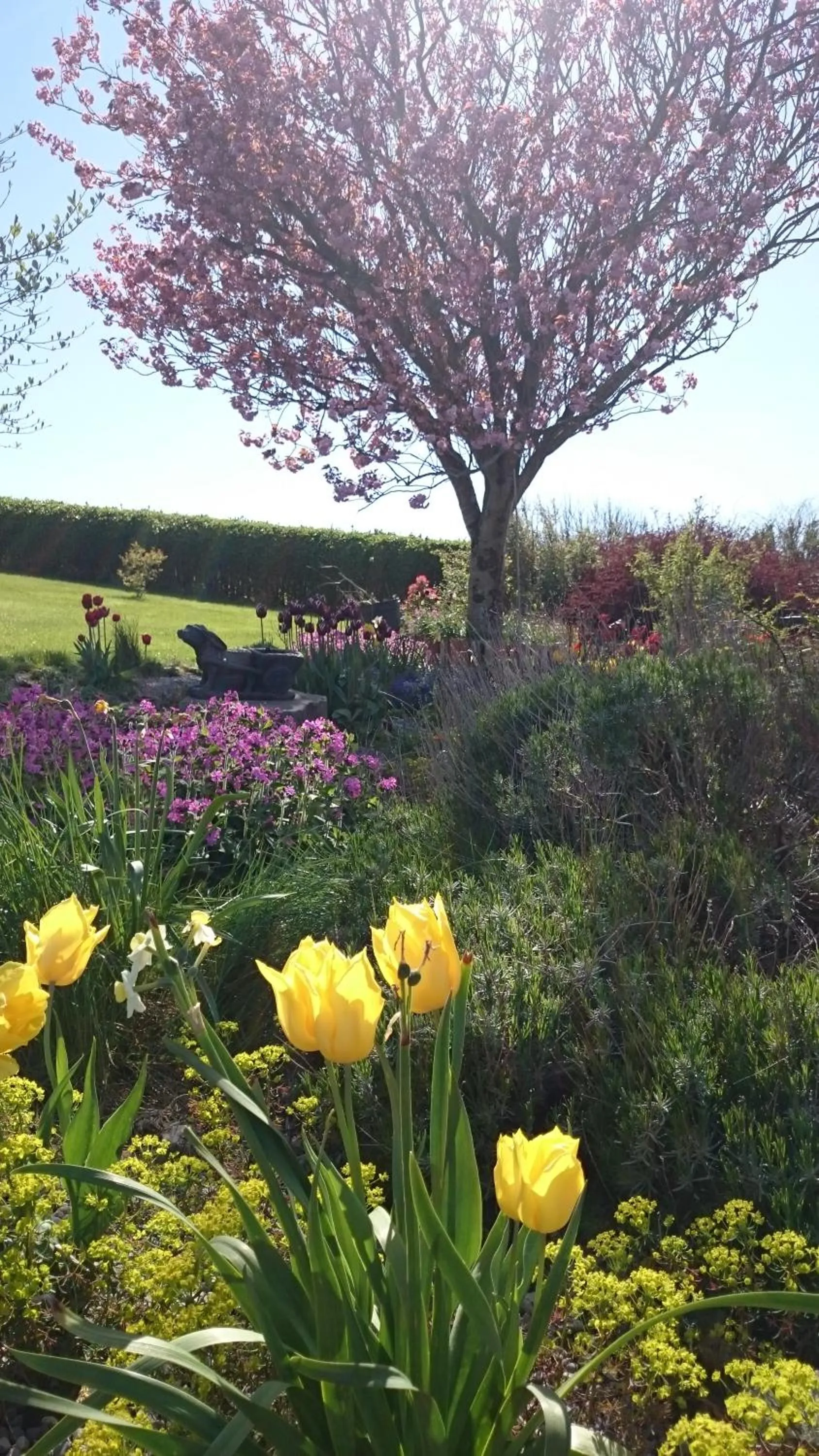 Garden view in Mount Edward Lodge