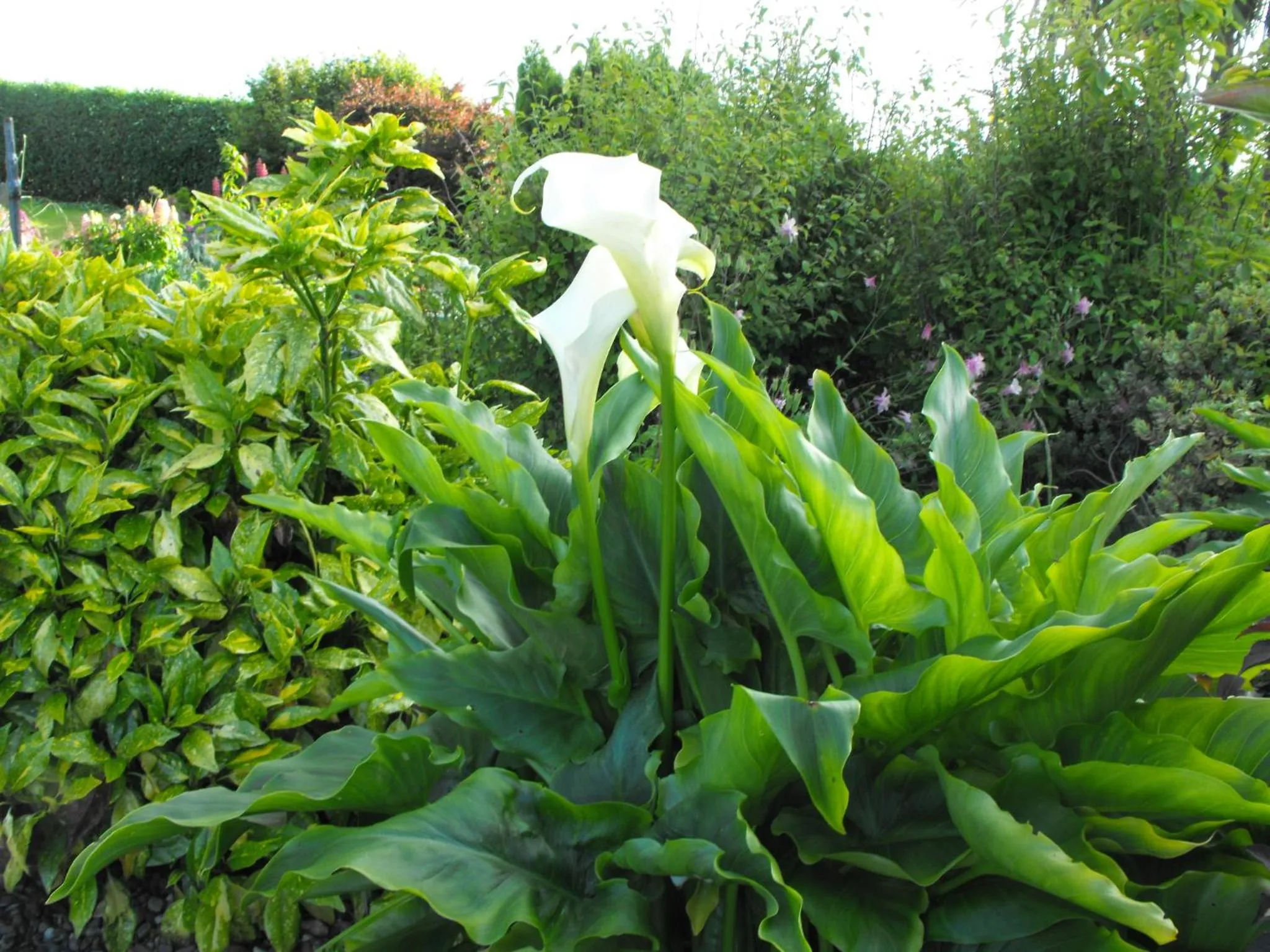 Day in Mount Edward Lodge