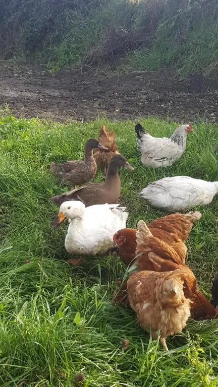 Food and drinks in Mount Edward Lodge