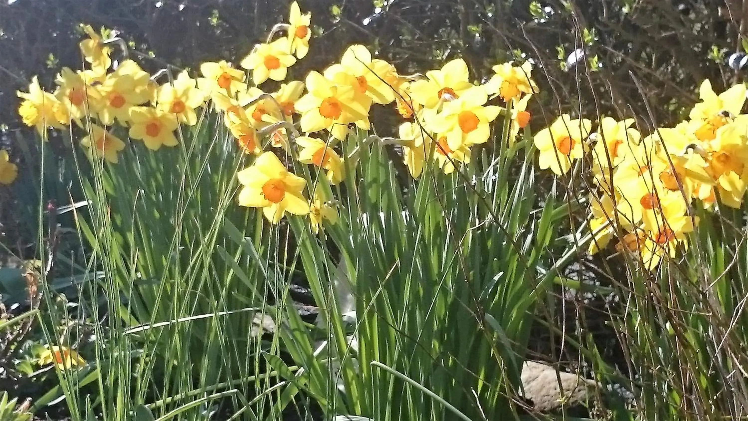 Garden view in Mount Edward Lodge